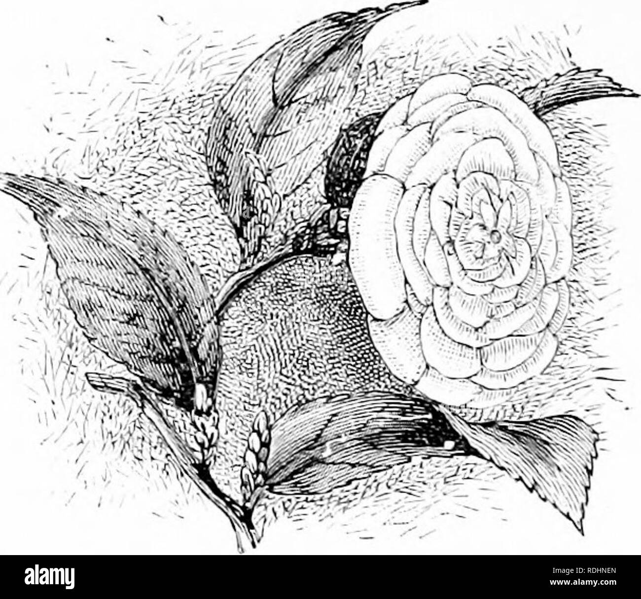 . Fleurs de jardin familier . Fleurs ; plantes ornementales ;, la floriculture. 13U FAMILIAU OAUIiEX FLOll. arrosage'. Si le sol devient l'aigreur avec de l'eau stagnante, méfait doit suivre ; et si le rtiots sont secs, pour toute longueur de temps, le tiower les papilles seront susceptibles d'abandonner. Comme pour le sol, il n'y a rien de plus approprié comme un stout, friable, limon jaune, plein d'filjre pourri de gazon. L'argile, craie, et le sable sont tous éteints pour le Camellia, un jieat Ijut gnod réponses sol bien veiy, surtout pour faire les lits f(ir les planter en camellias, lorsqu'une belle friable, terreau fibreux n'est pas accessible. Les variétés Banque D'Images