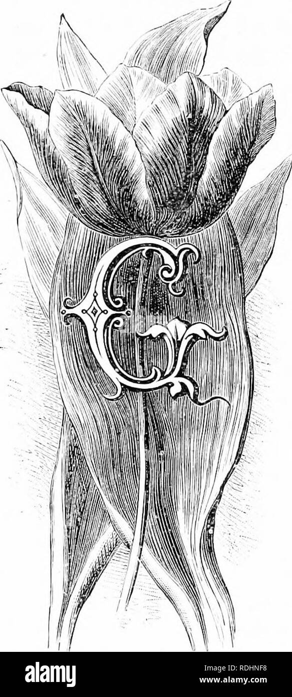 . Fleurs de jardin familier . Fleurs ; plantes ornementales ;, la floriculture. Au début de la tulipe. "ARDEN tulijjs liave devenir si librement hybridé qu'il n'est pas facile de déterminer à 'hicli artieular sjieeies ])le} » beloiio solidairement". Pi'ac- automatiquement, il est de peu d'eonse- (jner.ce, et ])r()l&155;alily en tl'.e£ , Tnhjja ;'enas, comme défini à l'heure actuelle, nous avons n(c plus d'une demi-douzaine d'espèces, althouf^h dans Ihe books on peut trouver un registre de quarante ou lifty. Pour jnnpnscs le jardin nous avons une série distincte qui tyjies nf ma}' sont reconnus comme specilie. Ils sont 7'. pricco.Vy le chef de l'tlicearh- Banque D'Images