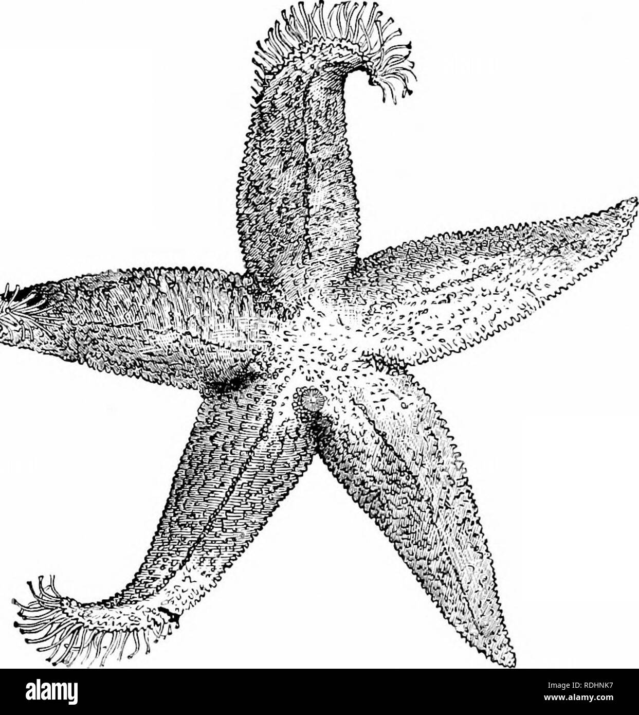 . Histoire naturelle des animaux ;. Zoologie. Fig. 14. - Oursin. '.' ,-&Lt ; =.. Fig. 15. Étoile de mer - Étoile de mer. ou étoilés, ou en forme de fleurs, de leurs pièces rayonnant à partir d'un centre commun ou de l'axe. Ils ont un estomac et leur peau est recouverte d'acier trempé et habituellement. Veuillez noter que ces images sont extraites de la page numérisée des images qui peuvent avoir été retouchées numériquement pour plus de lisibilité - coloration et l'aspect de ces illustrations ne peut pas parfaitement ressembler à l'œuvre originale.. Tenney, Sanborn, 1827-1877 ; Tenney, Abby Amy Gove, 1836-. New York, Cincinnati [etc. ] American Book Co Banque D'Images