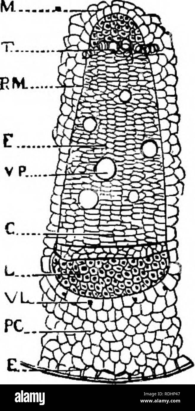 . Monde végétal ; son passé, présent &AMP ; avenir ; une introd. à l'étude de la botanique. La botanique. CHAP. I.] de l'ARCHITECTURE DES PLANTES. 47 mais ils sont séparés par une zone mince de ftmdamental -tissu qui a reçu le nom de cambium, et qui par-formation cellulaire rapide ajoute périodiquement pour le xylème et le phloème des éléments de l'offre, ce qui augmente donc en taille d'année en année. Meublées avec des faisceaux de cambium, et donc capable d'ajouter à leur substance périodiquement, seraient ouvertes. Dans les plantes vivaces Augmentation de l'épaisseur de la tige commence par l'activité du cambium situé Fig. 15. Horizo Banque D'Images