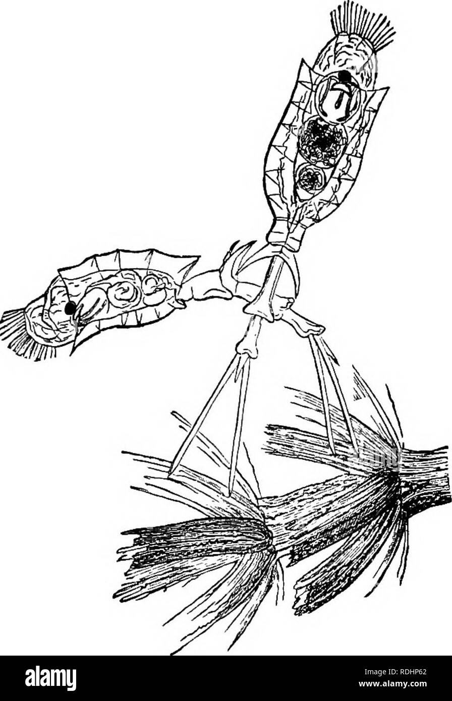 . Des soirées au microscope : ou, de recherches parmi les organes et minuter formes de vie animale . Microscopie ; zoologie ; microscopes. Volant-béchers. 243 la lorica ; ceci est particulièrement épais, cependant, une illusion d'optique, dépendante de ses ailes en dilatation angulaire ceux déjà remarqué. La cavité pénètre dans eux ; à l'un de ces spécimens je vois les curieux twisted threads qui sont soupçonnés d'être liés à la respiration, dans les ailes latérales. Les estomacs sont généralement pleins de vert et brun de la nourriture, mais ils ne seront pas boire car- mine.. Roue squelette 'porte-étendard. Voyons, comment Banque D'Images