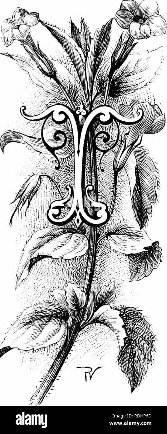 . Fleurs de jardin familier . Fleurs ; plantes ornementales ;, la floriculture. Le musc. M/ii/f(l/(.s ninscliufiis. Il atmosphère nom o£ ce très confortable plante a besoin d'aucune explication, mais il semble y avoir une question dérisoire d'être posées et répondues dans lespect de l'étrange et, pour une majorité de nez, l'odeur délicieuse qu'elle émet. Ce musky, ou " mus- covy", essence même est diversement produit parmi les plantes par cette mimulus, par le musc-facture [de cigogne Erodivm lullIIf mos- f), par l'orchis musc- iimiinvi vioiiorcliis {SA), et par le {Cardiius musc chardon nutans). Et, encore une fois, il s'est produit entre-st Banque D'Images