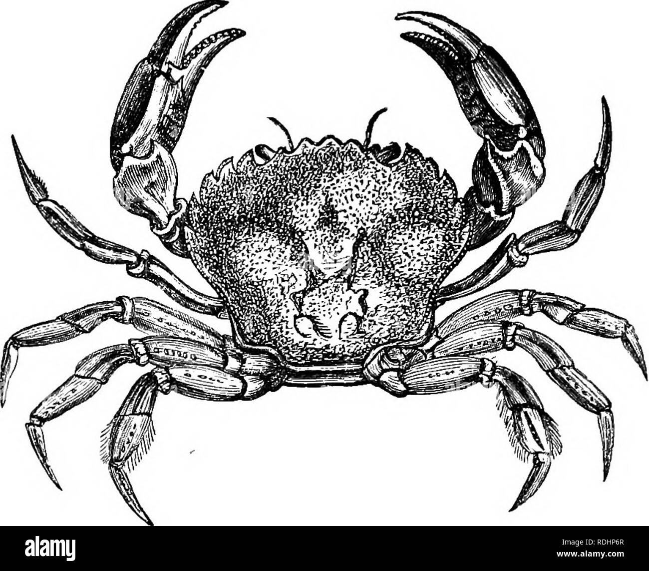 . Des soirées au microscope : ou, de recherches parmi les organes et minuter formes de vie animale . Microscopie ; zoologie ; microscopes. 188 des soirées au microscope. Je veux dire : homards Galathea. L'animal adulte est d'une large forme trapu, quelque chose comme ce que vous pourriez supposer un homard pour être, si elle avait été aplatie entre deux pierres, sans être réellement détruit. Nous avons deux ou trois espèces, dont l'une est ornée de peintures à l'azure et écarlate brillant ; mais je ne peux pas dire à qui d'entre eux toute cette forme infantile appartient.. Des profils SHORE-CRABE. Vous avez l'impression qu'il y a une similarité générale b Banque D'Images