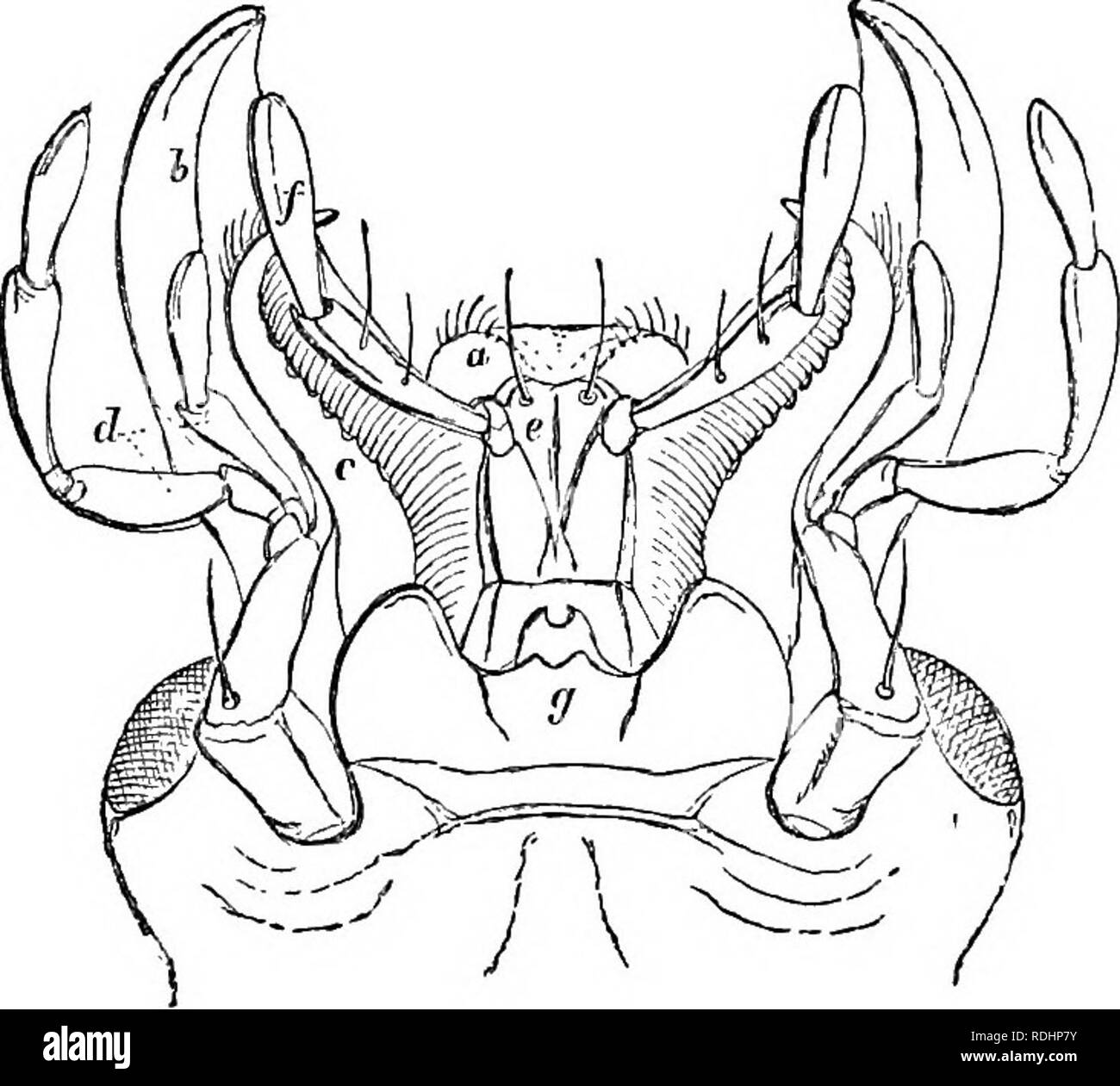 . Des soirées au microscope : ou, de recherches parmi les organes et minuter formes de vie animale . Microscopie ; zoologie ; microscopes. 140 des soirées AU MICROSCOPE. dernière est la langue maternelle, tandis que les organes de transmission de chaque côté sont appelés des palpeurs,-palpi ; si c'est un mendiant de la question, car nous ne savons pas vraiment la fonction de ces organes. Le menton, la langue (ligula), et ces palpi, constituent ensemble le sous la lèvre. Entre la langue et le mordre, jaws ou mandibules, nous voyons une paire d'organes similaires à ces derniers, mais plus petit, moins solide, et plus courbés. Ce sont les sous ou Banque D'Images