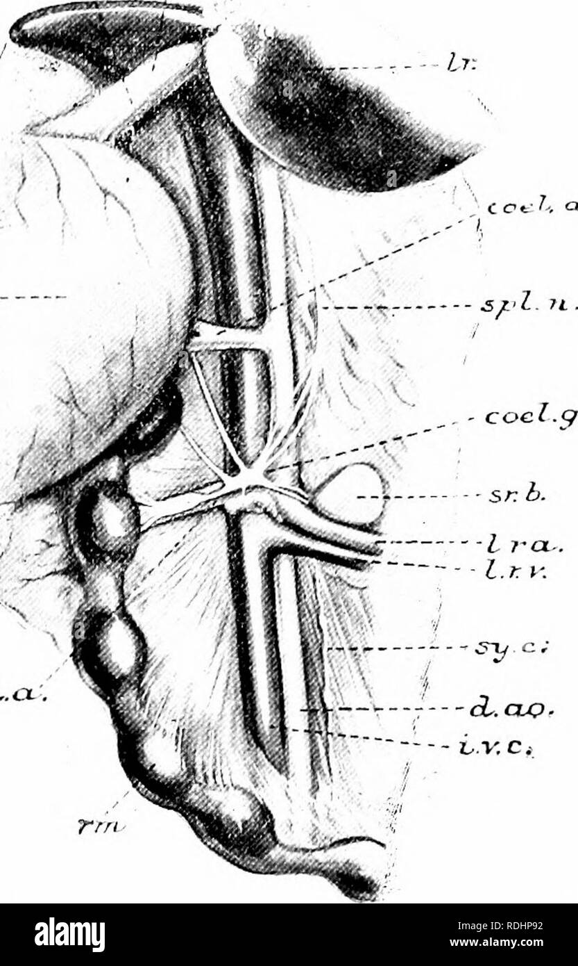 . Un manuel de zoologie élémentaire . Zoologie. Annexe 5S5 découper la pari ventrale de la ceinture pelvienne. Note : dans des hommes (Fig. 327 A), du rectum, de la vessie, de l'uretère, canal déférent, de l'utérus, de la prostate, masculinus glande périnéale ; chez la femme, C c f '-, a- •. Fig. 418.-le plexus solaire et les structures voisines dans un lapin, exposés par l'ouverture de l'abdomen et le dessin l'estomac à droite. h. a., artère mésentérique antérieure ; cod.a., cceliac ; artère coel.g., l'un des ganglions ; d cceliac.ao., aorte dorsale ; i.v.c, veine cave inférieure ; lr.a., l'artère rénale gauche (représenté un peu trop grande) ; /.r.z&gt Banque D'Images