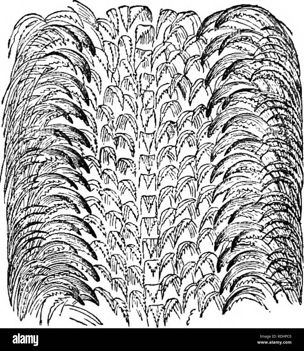 . Des soirées au microscope : ou, de recherches parmi les organes et minuter formes de vie animale . Microscopie ; zoologie ; microscopes. 48 SOIRÉES À L'MICKOSCOPE. crochets, arquant l'avant et vers l'intérieur, chaque avec dents de scie-, et la diminution de l'épaisseur qu'ils s'éloignent du centre. La façon d'utiliser cette orgue n'est pas moins curieuse que c'est sa structure. Au cours de la vie, c'est que la partie avant, pas plus d'un tiers de la bande qui est en cours d'utilisation ; c'est étendu sur le plancher de la bouche, avec les dents d'accrochage et projeter en arrière. Le reste a roulé sur les bords Banque D'Images