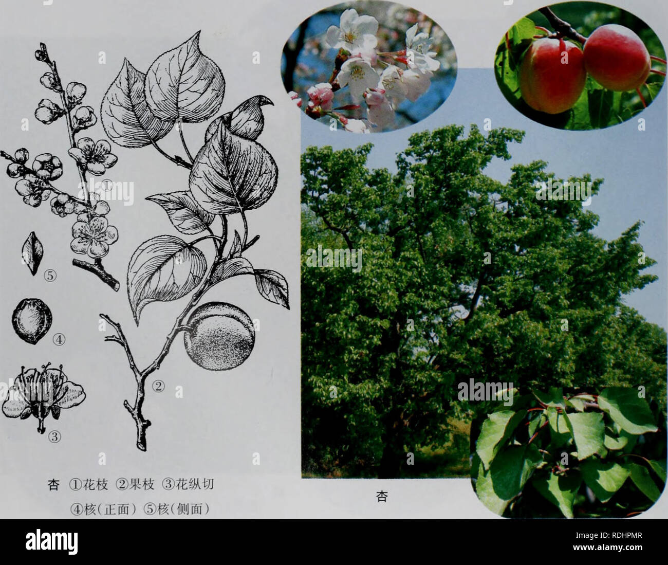 . E er duo si zhi Wu Zhi. botanique. Éå°å¯¤¤æ æ ç©å¿ 3.ae Prunus armeniaca L. Å"åå®¶¨aeç¹å¾ä¹ae ae å½¢¯è¾¾ Ï¼é« mãae å ç®é10"è¤è²ï¼ä åçºµè§'è¶¶äºçï¼å ãåå£ çå®½Åµå½ È³è¿¢å å½¢ï¼é Ï¼å¿4-8crn®½3-7cm Ï¼å»¯ç-ç å°¾ç ae'¶ï¼åºé¨å°è¿åå½¿¿aeè¢å å½¢ï¼è¾¹ç¼aeç¯¿é½« éé ãè±åçï¼¶å¼ae¾ï¼è±å å ç'2.5-3è¼ç kroměříž cni;-¶¿ï¼é éç Mmï¼å¦' 5-6ç'"çº È²ï¼è¼çae¤ åå½'-è³åµå½ Ï¼è''±ç£ç½è²¡çº aeae·¢è²ï¼å ½Ååµå½ È³ae¤®¢-åå½¿ï¼é Mmï¼é' 12-16¡¯åå½¶ç"¨aeç Ï¼åºé¢-çªï¼éèå Ï¼ae¯¤æ°è±ç£ç-å-.¿æ è¢"ç-¯ãae aeè aeae '¿çå½ Ï¼ç''cmï¼é« ç½è²è³é kroměříž3-4"çº È²ï¼å'¢å'çº Aeï¼aeae²ï¼è¦'''"ç-¯ï¼aeè¤aeae å æ±;aeae 'aeçå½ Ï¼ç1.5-2''kroměříž cm,è¡¨å¹³ae« ï¼è¾¹ç¼å é¢¢åèaeéae£±ãç§ï¼aeä ï¼aeçå½ å-ï¼é¡«¶ç¢"¯ å° =è±æ5aeï¼aeae aeã7çå¢åå'æ¬å'åå° Banque D'Images