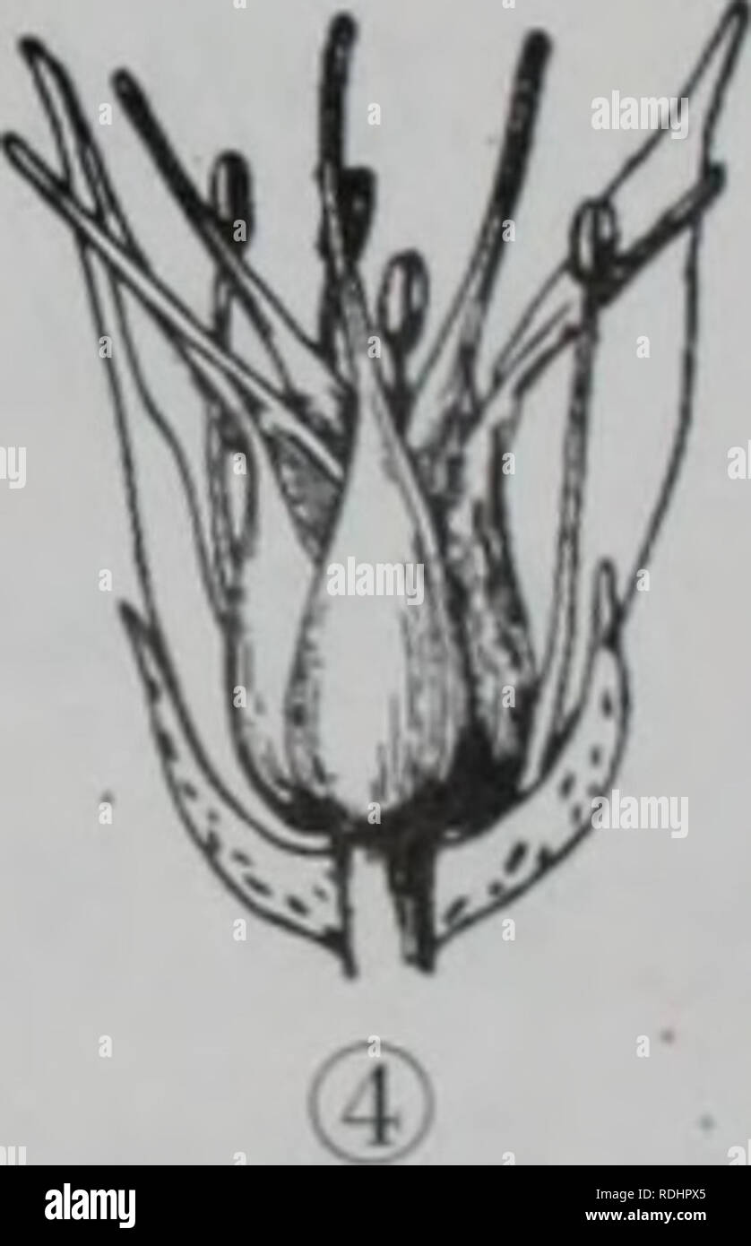 . E er duo si zhi Wu Zhi. botanique. 257. Veuillez noter que ces images sont extraites de la page numérisée des images qui peuvent avoir été retouchées numériquement pour plus de lisibilité - coloration et l'aspect de ces illustrations ne peut pas parfaitement ressembler à l'œuvre originale.. wu jian xiong. ené meng gu ren min chu ban elle Banque D'Images