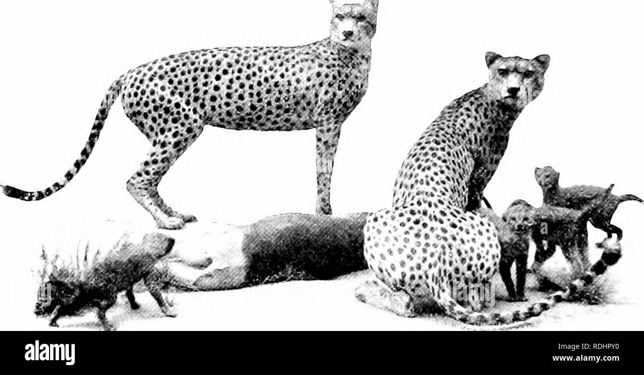 . Éléments de zoologie, d'accompagner l'étude de terrain et de laboratoire d'animaux. Zoologie. 446 ZOOLOGIE les musaraignes, souris qui sont-hke hve, surtout sur la surface et dans un^^, sur les produits et se nourrissent d'insectes et de petits crustacés. Les mangeurs de chair (Carnivora ') comprennent à la fois les formes terrestres et marines. Pour le premier groupe (Fig. 403) appartiennent les chats (y compris des tigres, lions, léopards, Ijaix, etc.) ; le civet-cats, mongoose, etc. ; les hyènes : les chiens (y compris des chacals, des loups et des renards) ; l'ours et le raton laveur ; et le grand à fourrure,-. '^^^M s' Fig. 40.3. - Le Guépard, Léopard ou la chasse. Felis jiiha Banque D'Images