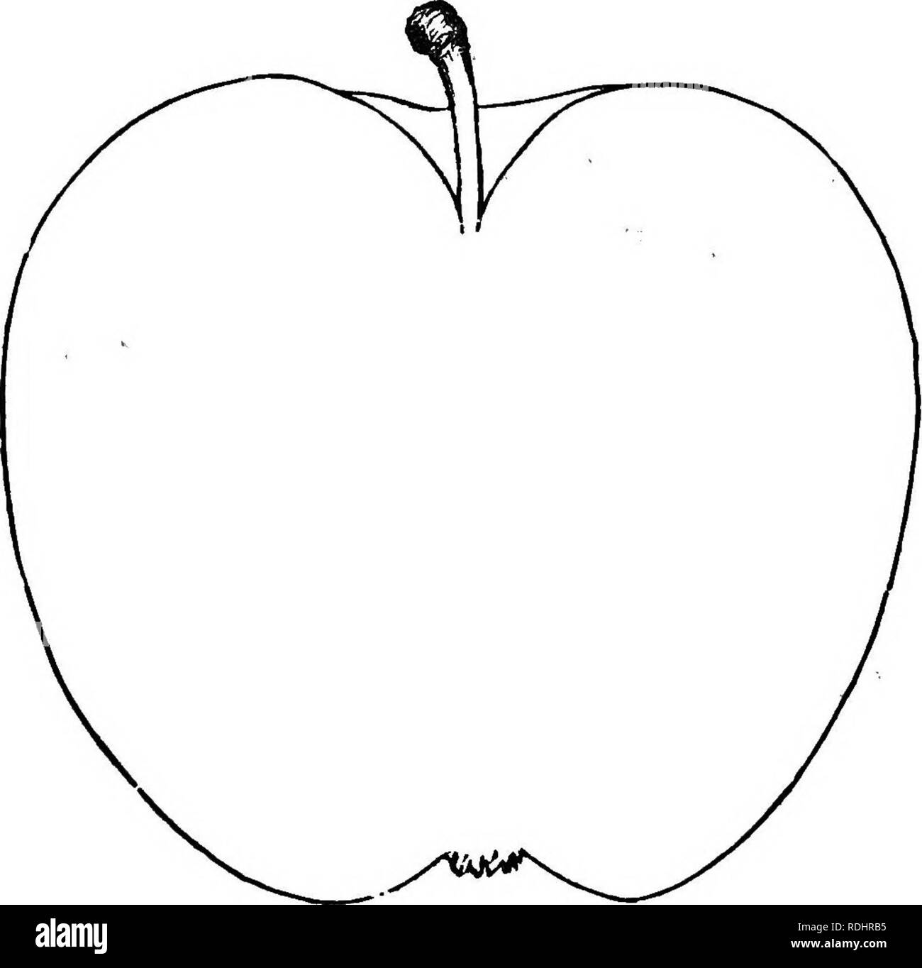 . Les fruits et les arbres fruitiers d'Amérique : ou, la culture, la propagation et la gestion, dans le jardin et verger, d'arbres fruitiers en général, avec des descriptions de toutes les meilleures variétés de fruits, des autochtones et étrangers, cultivée dans ce pays . La culture des fruits, des fruits. Les pommes, 105 d'un wealtliy Quaker nommé Gibbons, près de son fumoir, d'où son nom. Une variété ancienne et populaire en Pennsylvanie. Il ressemble quelque peu les vieux Indiana Vandevere, et est . censés bfe un semis d'elle. Arbre moyennement vigoureux, avec une tête, un bon au porteur. Fruits plutôt moyen ci-dessus, la peau oblatBj Banque D'Images