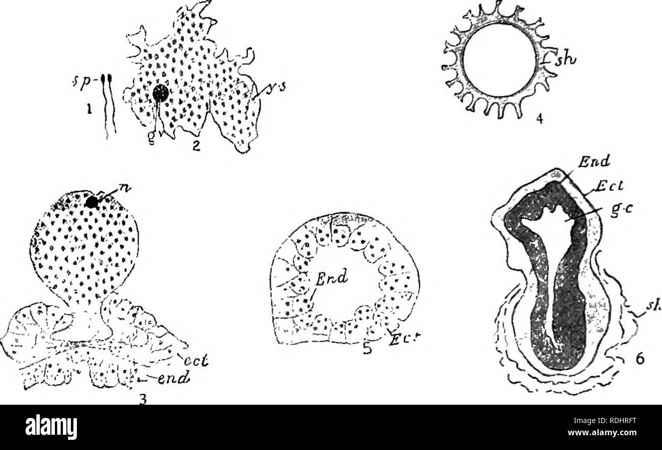 . Un manuel de zoologie élémentaire . Zoologie. 172 Manuel de zoologie élémentaire de la boue sur les pieds de l'eau des animaux, etc. après un certain temps l'ectoderme se différencie en troubles musculo-épithéliales et les cellules interstitielles, la gelée est sécrétée, la coquille, et l'embryon des projets. Une scission dans l'endoderme forme l'entéron, tentacules sortir, une bouche est formé, et enfin le jeune Hydra se libère de la demeure de la coquille, s'éloigne, et commence à se nourrir et croître. La reproduction asexuée commence aussi par la formation d'un gonflement de l'ectoderme par la multiplication de la pneumopathie interstitielle. Fig. 107.-La Banque D'Images