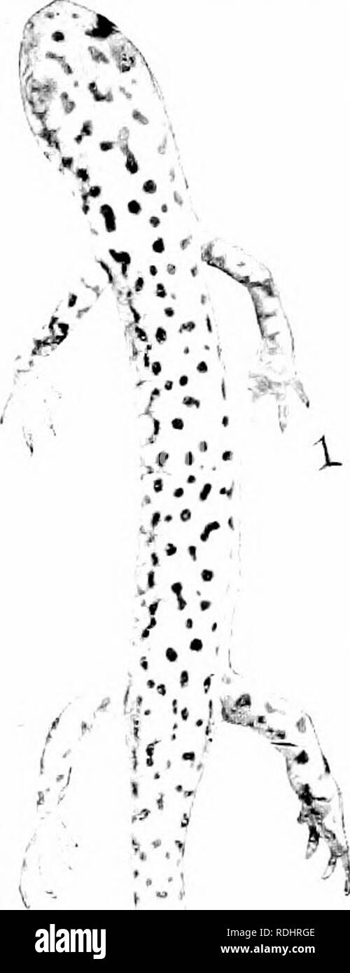 . Éléments de zoologie, d'accompagner l'étude de terrain et de laboratoire d'animaux. Zoologie. 92 Zoologie la principale grande grotte des chauves-souris, les animaux sont différents que l'on trouve accrochés aux murs ; quelques salamandres, allié à notre Uttle salamandre rouge des bois (Fig. 95) ; et certains poissons, dont beaucoup sont aveugles. Un certain nombre d'insectes vivent dans des grottes. Les plus communs sont deux ou trois sortes de petits coléoptères qui vivent sous les pierres et un peu de mouches que hve en matière en décomposition ; un cricket-sauterelle, déjà mentionnée à la page 20 ; un peu "spring-queue," La minute des essaims d'insectes qui sur le barrage Banque D'Images