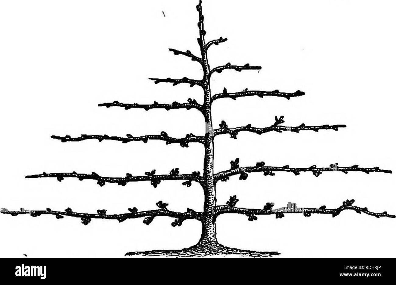 . Les fruits et les arbres fruitiers d'Amérique : ou, la culture, la propagation et la gestion, dans le jardin et verger, d'arbres fruitiers en général, avec des descriptions de toutes les meilleures variétés de fruits, des autochtones et étrangers, cultivée dans ce pays . La culture des fruits, des fruits. Formation horizontale. 41 a quatre branches horizontales de chaque côté de la tige ipright comme en Fig. 24 ; et en persévérant dans ce système quatre branches horizontales seront produits chaque année jusqu'à l'arbre atteint le sommet du mur (ou l'espalier,) lorsque la tige dressée doit hafid- nate en deux branches horizontales. Dans ce qui suit un Banque D'Images