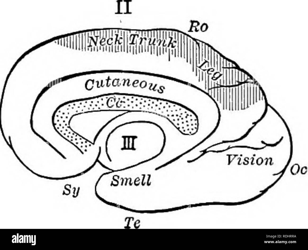 . Un texte-livre en général la physiologie et l'anatomie. La physiologie, l'Anatomie Comparée ;. Vision ;" -^^ Fig. 197 - Schémas illustrant la localisation des fonctions dans le cerveau ; /, surface extérieure de l'hémisphère gauche ; II, surface intérieure de même. Secteurs moteurs sont ombragés ; Cc, corps calleux ; Fr, frontal lohe ; Oc, lohe occipitale ; Pa, lobe pariétal ; Ito, fissure de Rolando ; ^y, scissure ; la fTCi lobe temporal.. côté droit du corps et vice versa. Le chef des zones motrices et sensorielles des hémisphères sont indiquées à la Figure 197. Fiinctions du bulbe.- C'est le centre de ces réflexes contro Banque D'Images