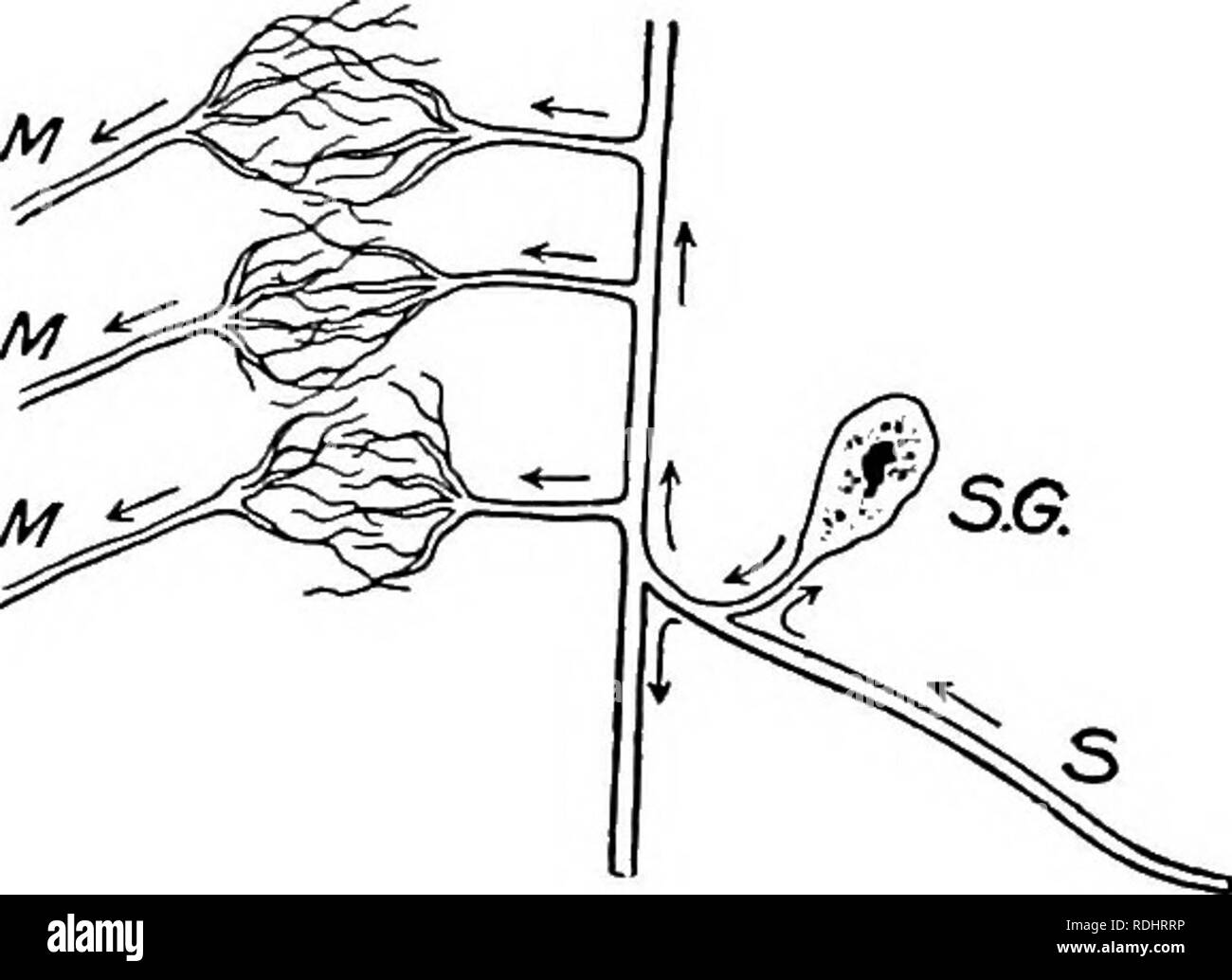 . Un texte-livre en général la physiologie et l'anatomie. La physiologie, l'Anatomie Comparée ;. 414 LE SYSTÈME NERVEUX en contact avec la brosse terminal de la fibre sensorielle. L'axone de cette cellule nerveuse passe dehors par la racine antérieure et beconaes l'une des fibres motrices du nerf rachidien. Il se termine dans un muscle. Si, maintenant, l'organe sensoriel fin d'un tel système est stimu-, comme lorsque le doigt est mis en contact avec un poêle chaud, l'impulsion passe au-dessus de l'axone ou fibre au ganglion cell et par qui est transmis à la ter- minal pinceau de l'autre dans l'axone. Cette Prom bru Banque D'Images