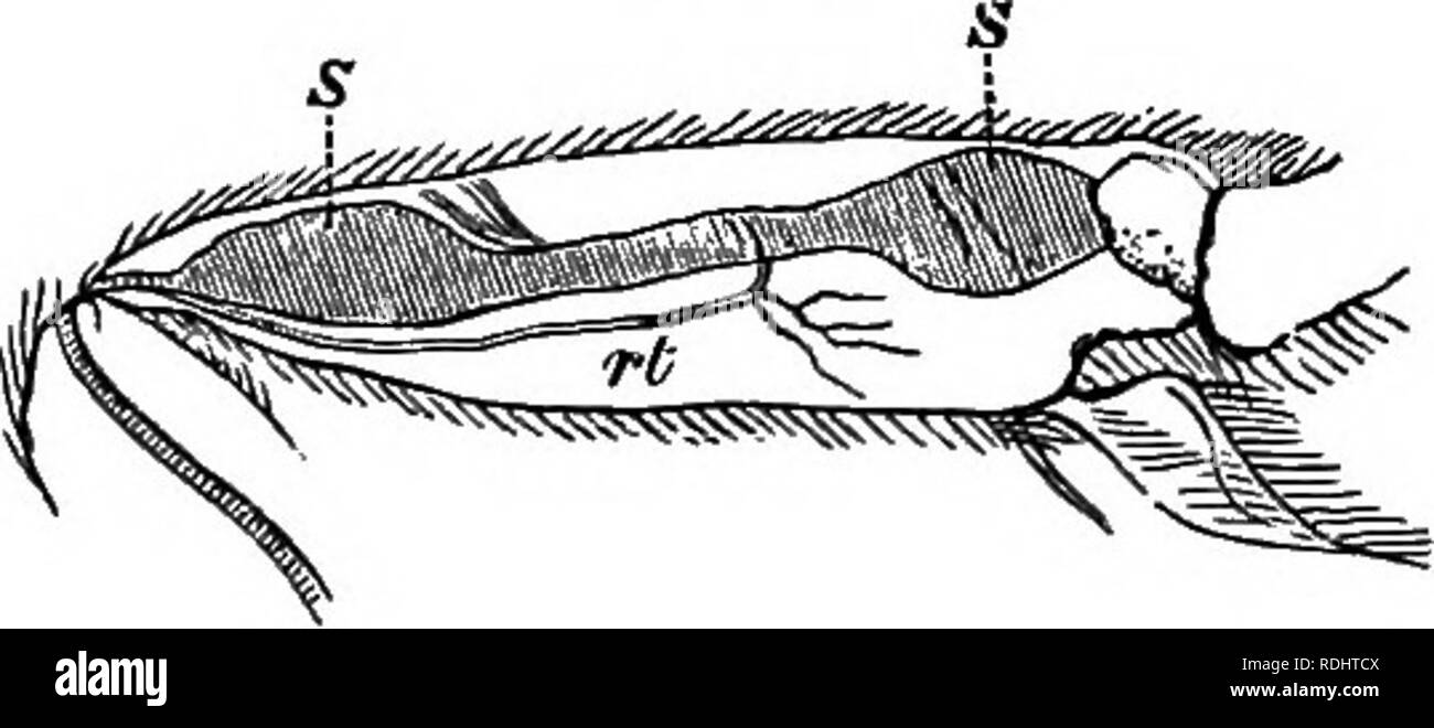 . Fourmis, abeilles, guêpes et. Un registre d'observations sur les habitudes des Hyménoptères sociaux. Les fourmis ; des abeilles ; les guêpes. Sur les segments abdominaux. 231 mais il ne donne aucun chiffre. Dans la Fig. 8 J'ai represoLted la jonction de la deuxième et troisième seg- ments abdominale dans Lasius flavus, x 225, comme indiqué dans un longi- tudinal et section verticale. Il y a environ dix côtes bien marquée (r), occupant une longueur d'environ Yoo ^^ ^^". Crêtes semblables se produisent également entre les segments suivants. En relation avec le sens de l'audience, j'ai peut mentionner une autre structure très intéressante. Au cours de l'année 1844, Von Siebold de Banque D'Images