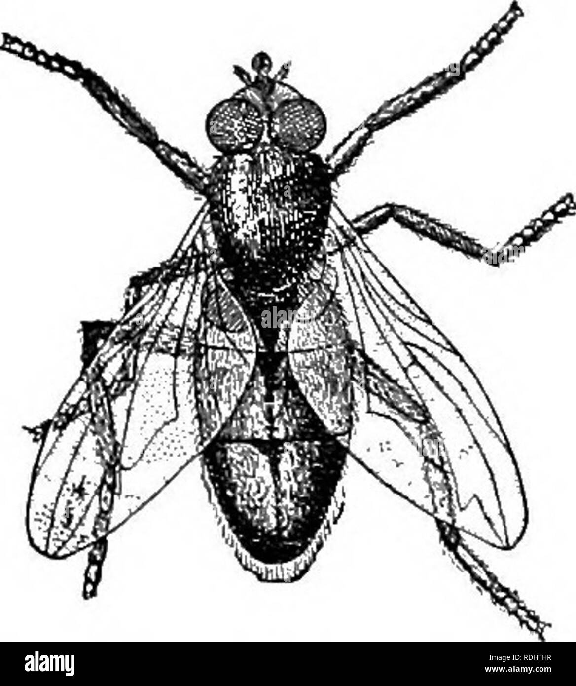 . Un texte-livre en général la physiologie et l'anatomie. La physiologie, l'Anatomie Comparée ;. 310 MOUVEMENT DANS LES ANIMAUX inférieurs par paires, comme dans notre propre corps. Dans les cru- taceans ces jambes peut avoir jusqu'à vingt, certains étant déplacé vers l'arrière comme les autres à aller de l'avant. La motion de l'six pattes de l'insecte est illustré à la Figure 142. La plupart des vertébrés terrestres, sauf les serpents, ont quatre pieds, les deux autres avant correspondant à nos bras, et les deux pattes arrière, pour nos jambes. Dans certaines formes les jambes sont placés de telle façon que l'animal se dresse sur la pointe des orteils comme dans le cheval, chat, chien, etc. dans d'autres Banque D'Images