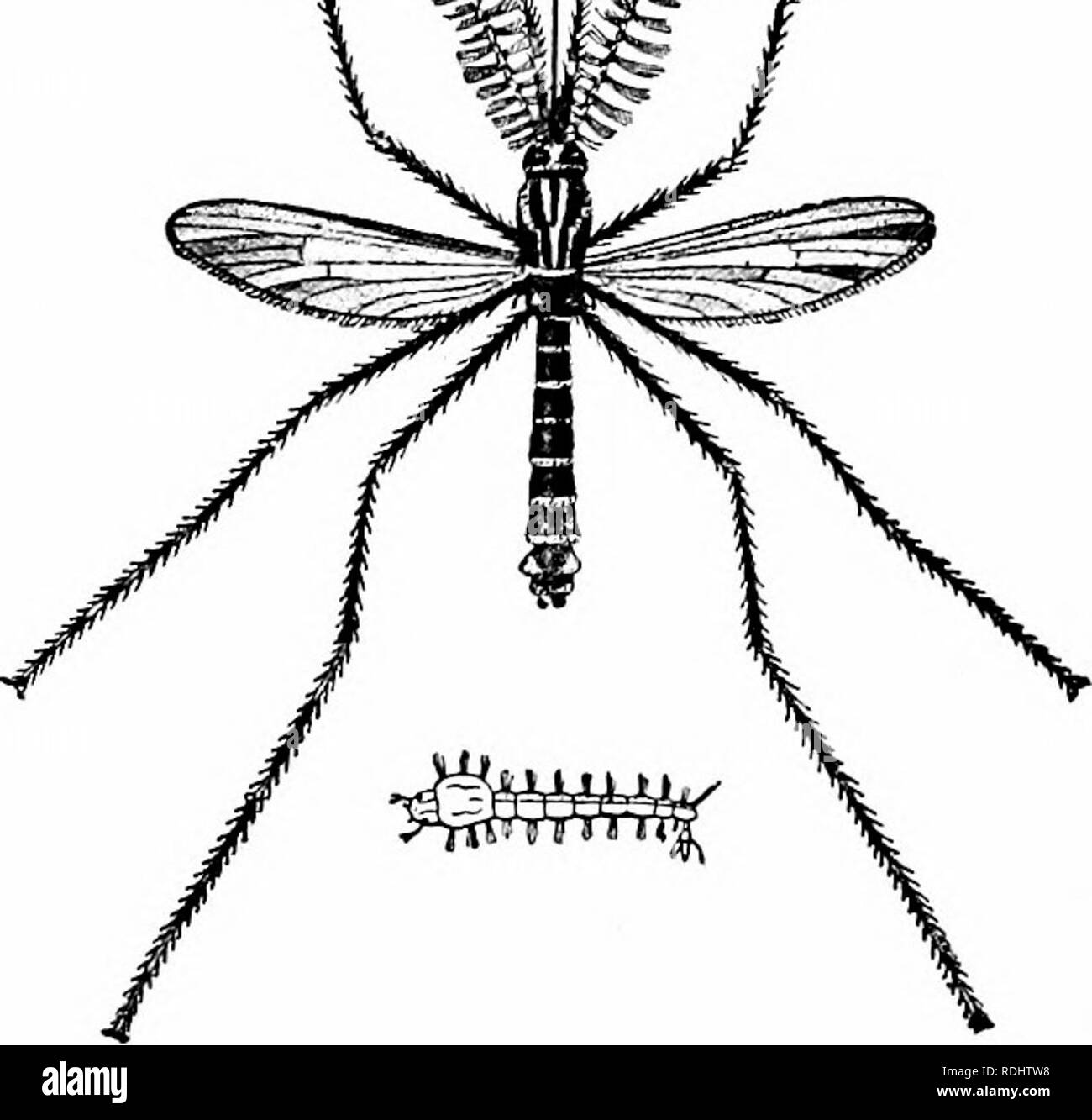 . Un manuel de zoologie. Manuel de zoologie 246 SECT. L'abdomen est dépourvu de l'adulte, sauf à l'extrémité postérieure, d'un jumelé des membres. À l'extrémité postérieure il y a souvent des appendices formant l'ovipositeur, Sting et les processus, ce qui peut être de la nature de modification des membres. |/. Fig. 145.-Culex, moustique, et larve. (Après Guérin et Percheron.) Le canal digestif (Fig. 146) se compose d'un certain nombre de pièces. Il est presque toujours beaucoup plus longue que le corps, et n'est plus dans l'alimentation végétale qu'en formes carnivores. La bouche mène à une cavité buccale dans laquelle le Banque D'Images