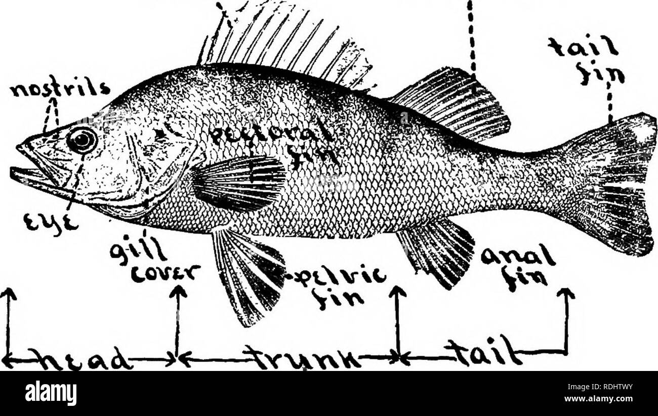 La Biologie élémentaire Animale Et Humaine La Biologie