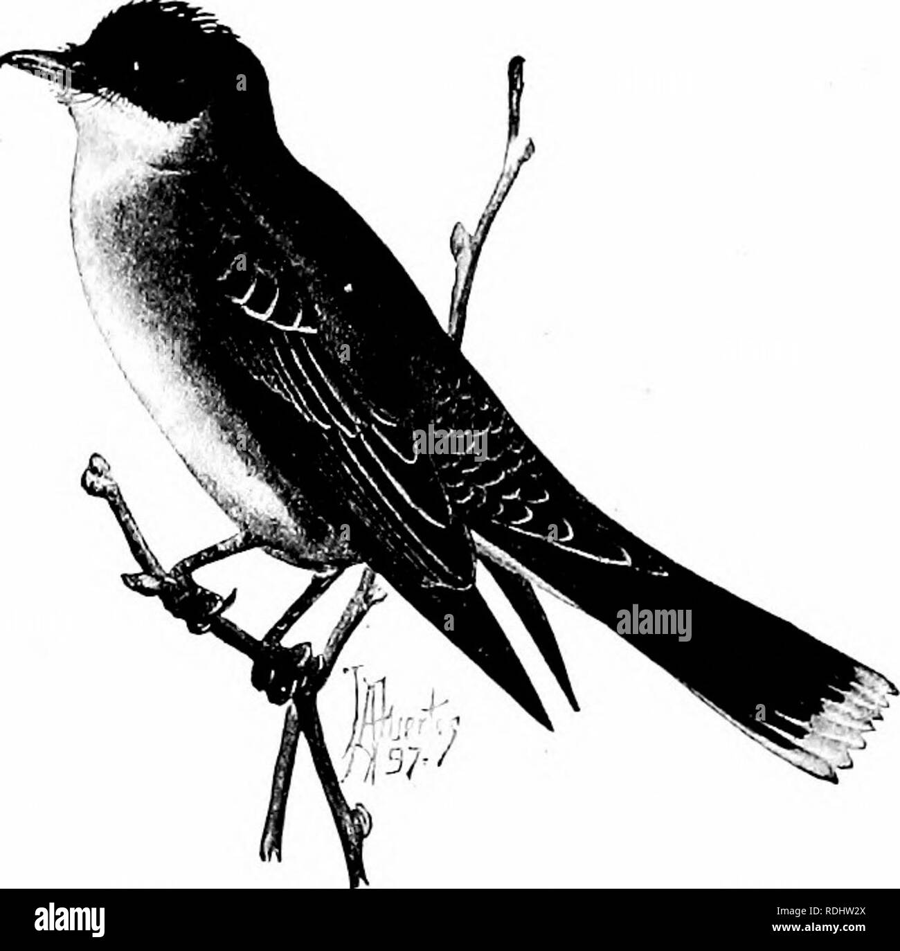 . La biologie élémentaire, animale et humaine. La biologie. 81 oiseaux dans les régions plus chaudes du Soutli montlis au printemps et se déplacer vers le nord ; certains d'entre eux, l'Uke robin (Fig. 71) et le blue-bird, construire leurs nids, élèvent leurs petits, et rester tout l'été dans la région de North- ern et du United States. Comme les oiseaux sont appelés les résidents d'été. Encore d'autres oiseaux élèvent leurs petits au Canada, et encore plus au nord, et viennent à nous seulement en hiver visitants. Ce mouvement saisonnier d'oiseaux est connue comme la migration. La migration est. Fig. 69. - Le Tyran tritri. {CourtOHy Audubon Society.) de la nationale. Veuillez noter que ces droit Banque D'Images . La biologie élémentaire, animale et humaine. La biologie. 81 oiseaux dans les régions plus chaudes du Soutli montlis au printemps et se déplacer vers le nord ; certains d'entre eux, l'Uke robin (Fig. 71) et le blue-bird, construire leurs nids, élèvent leurs petits, et rester tout l'été dans la région de North- ern et du United States. Comme les oiseaux sont appelés les résidents d'été. Encore d'autres oiseaux élèvent leurs petits au Canada, et encore plus au nord, et viennent à nous seulement en hiver visitants. Ce mouvement saisonnier d'oiseaux est connue comme la migration. La migration est. Fig. 69. - Le Tyran tritri. {CourtOHy Audubon Society.) de la nationale. Veuillez noter que ces droit Banque D'Images