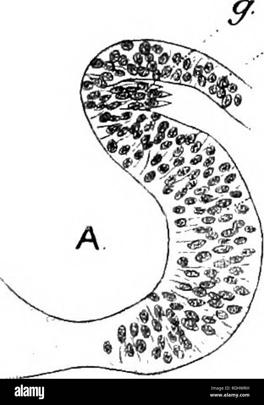 . Text-book de l'embryologie. L'embryologie. 122 EMBEYOLOGY VEETEBEATES LOWEE ch. de la moitiés latérales et se développe alors vers l'extérieur de chaque côté en face de chaque myotome, chacune représentant une excroissance seul ganglion spinal. Finalement, ces diviser mais dans certains des vertébrés primitifs plus l'intervalle de la crête neurale des portions de persister pendant un certain temps sous la forme d'une commissure longitudinales distinctes (Fig. 68) reliant la série de ganglions spinaux l'un et l'autre (Elasmobranchii -Balfour : Dipnoi). Le mode de développement de la formation de fibres de la racine, que ce soit par le ganglion de l'excroissance-c Banque D'Images