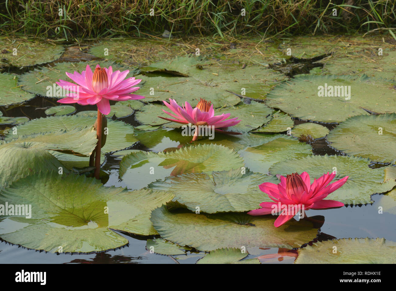 Rose magnifique nénuphar Tropical ou fleur de lotus dans l'étang Banque D'Images