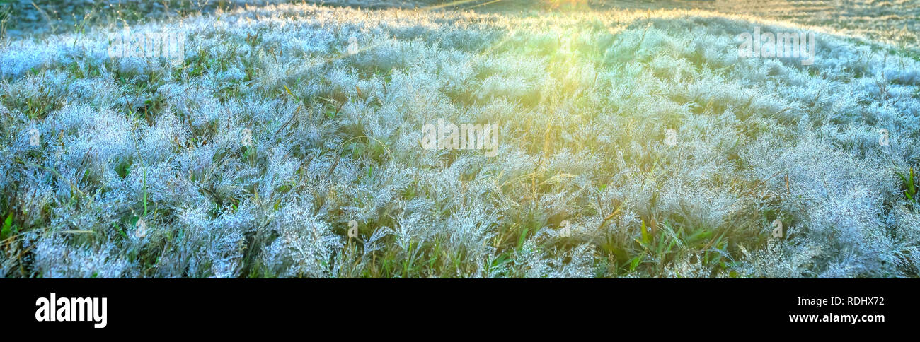 Close up Herbe rose le matin, lorsque la rosée sur les semences de graminées pour créer la neige étincelant au soleil est magnifique Banque D'Images