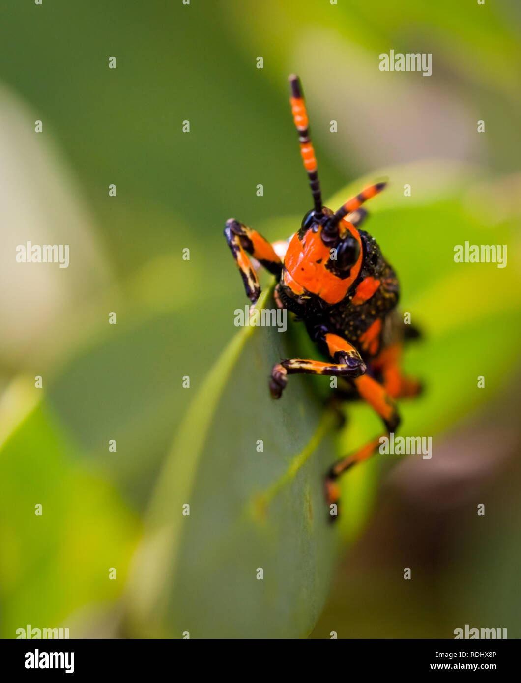 Une sauterelle rouge et noir est assis sur une feuille le long d'un sentier de randonnée à travers la forêt de Parc National Royal Natal, Afrique du Sud. Banque D'Images