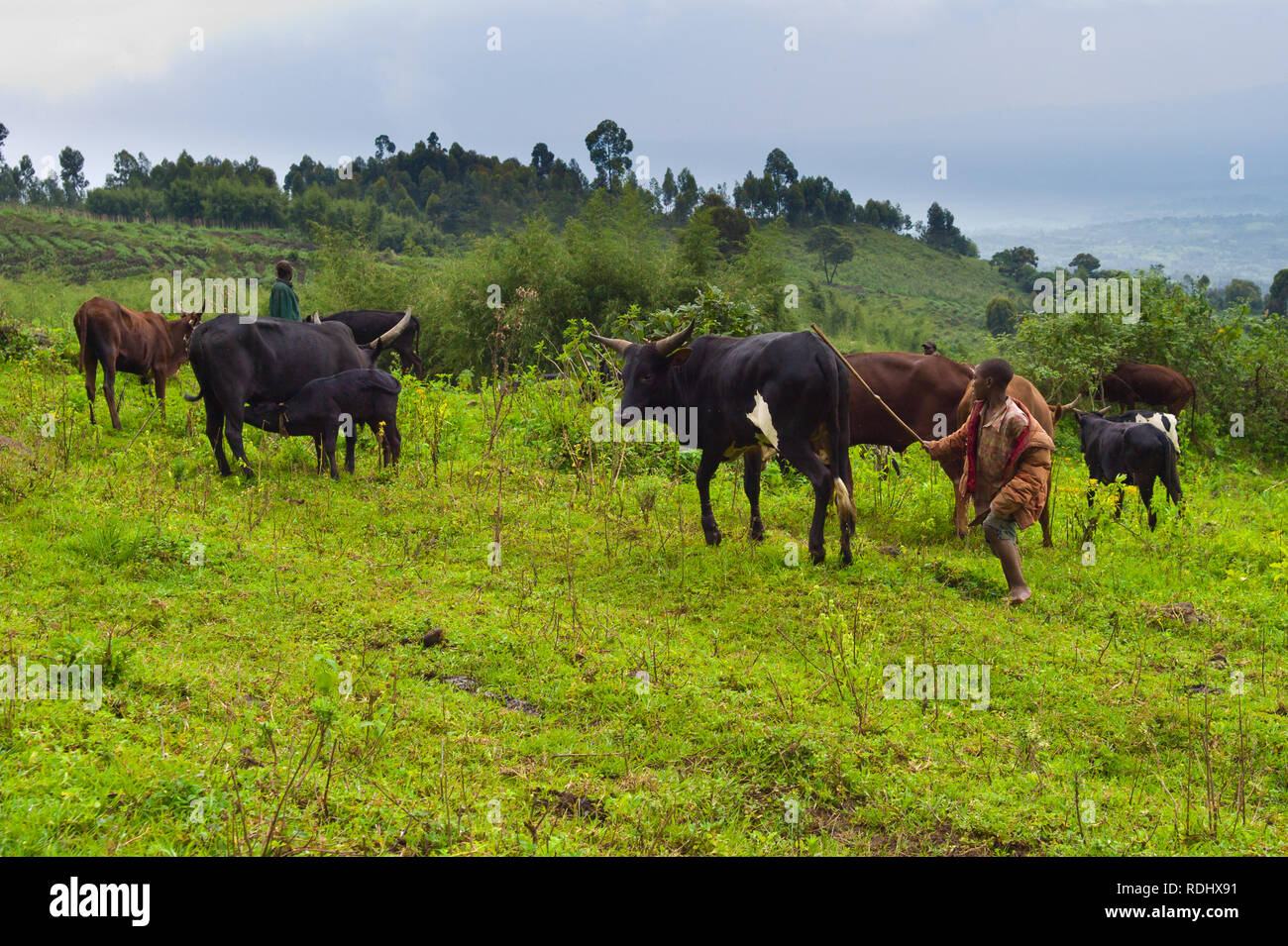 De nombreux agriculteurs de subsistance d'empiéter sur l'habitat protégé de gorilola Le Parc National des Virunga, Parq National des Virunga, en République démocratique du Congo. Banque D'Images