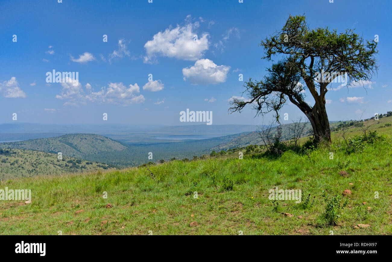 Parc national de l'Akagera, Parc National de l'Akagera, Province de l'Est, le Rwanda est une récupération de conservation gérés par Parcs africains. Banque D'Images