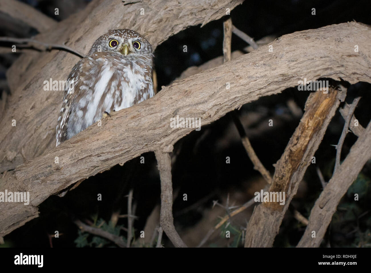 Pearl-spotted owlet, Glaucidium perlatum, sont communs oiseaux nocturnes dans le parc transfrontalier de Kgalagadi, enjambant le Botswana et Afrique du Sud Banque D'Images