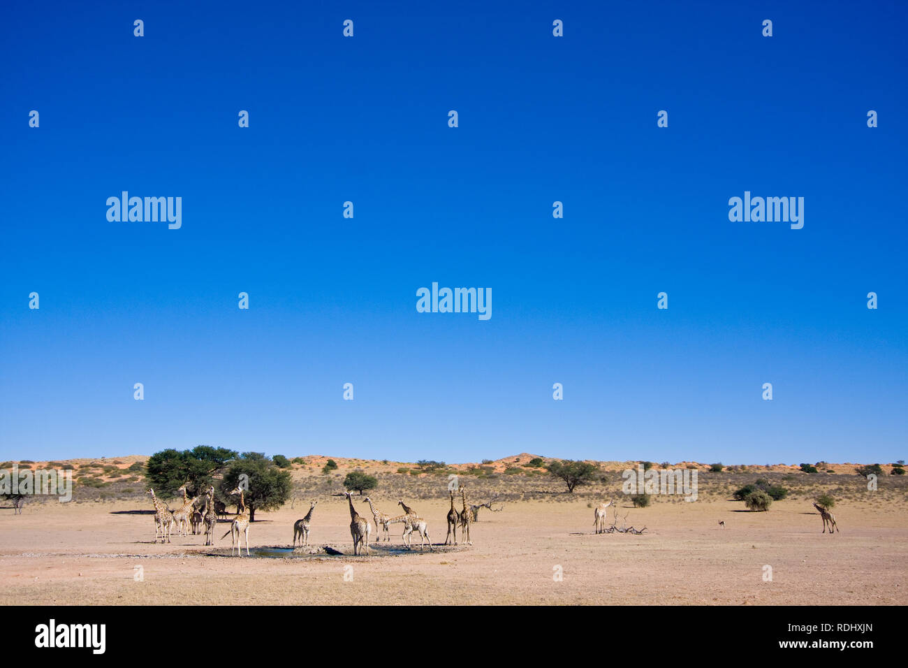 Le sud de la giraffe, Giraffa giraffa, ont récemment été réintroduits dans le parc transfrontalier de Kgalagadi, enjambant le Botswana et Afrique du Sud Banque D'Images