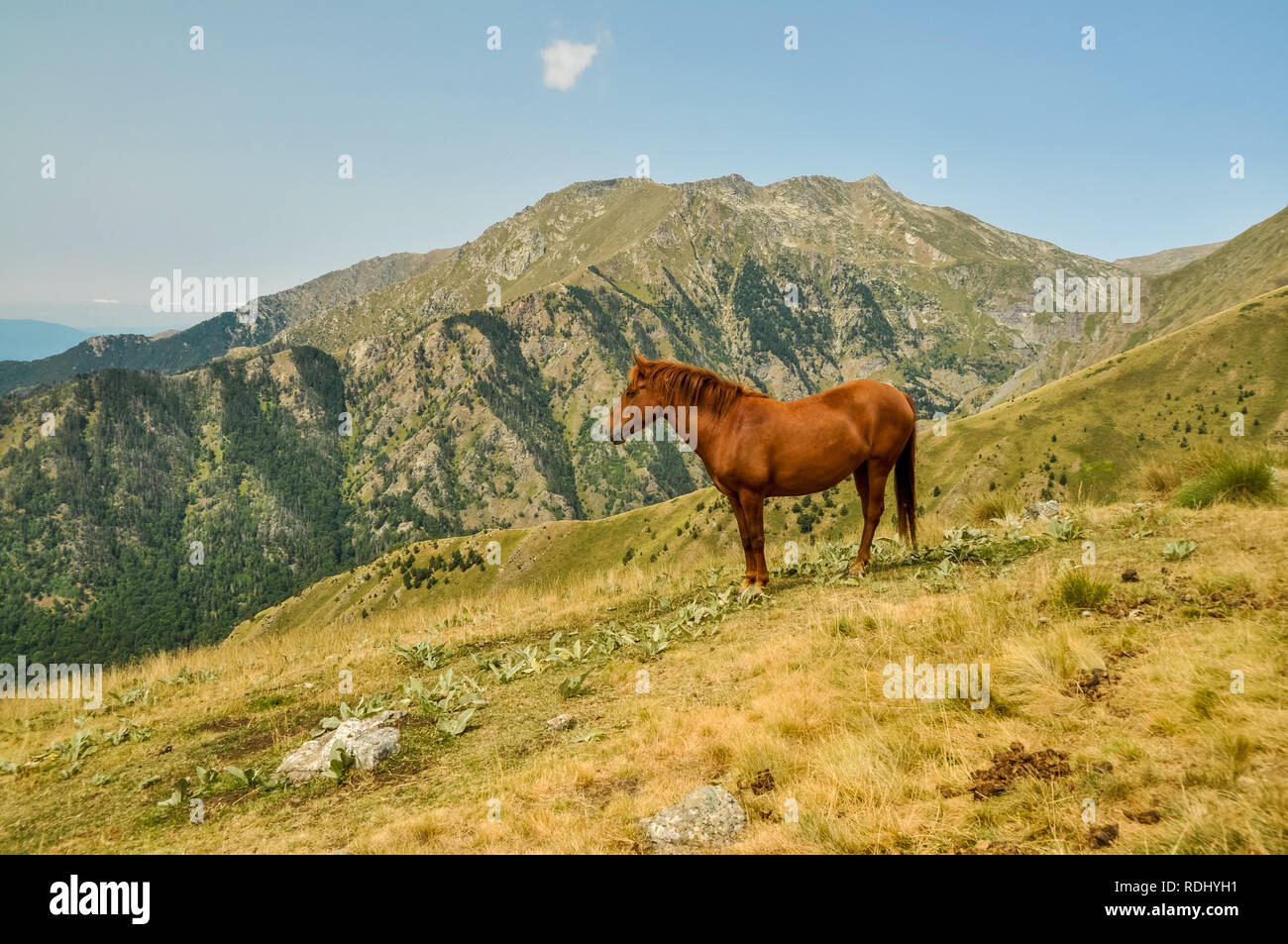 Un cheval solitaire le pâturage dans belles montagnes de Bulgarie. Banque D'Images