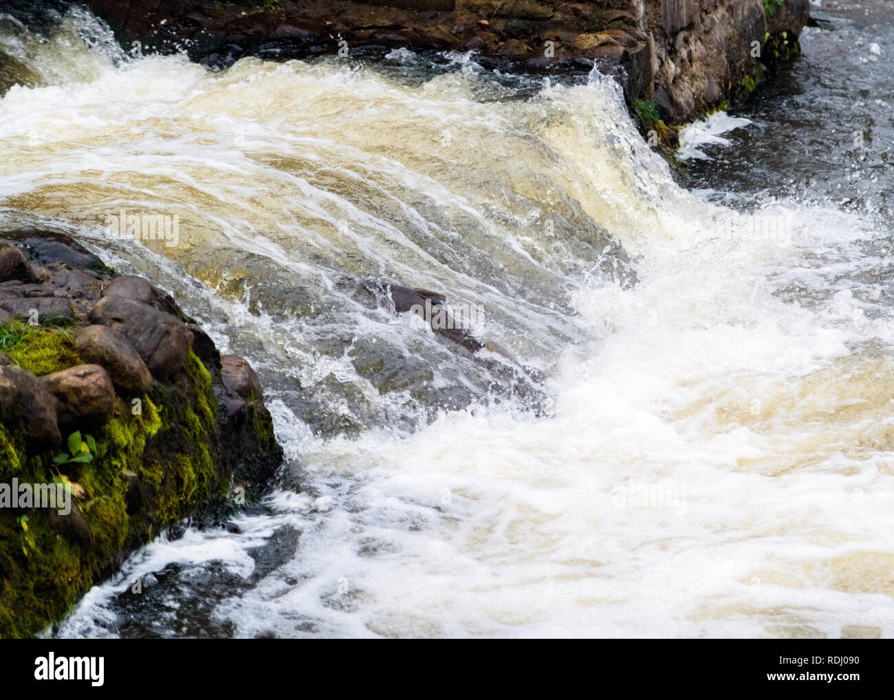 Saumon atlantique sautant rapides pour trouver lieu de nidification. Poissons nageant dans la rivière en amont pour se reproduire Banque D'Images