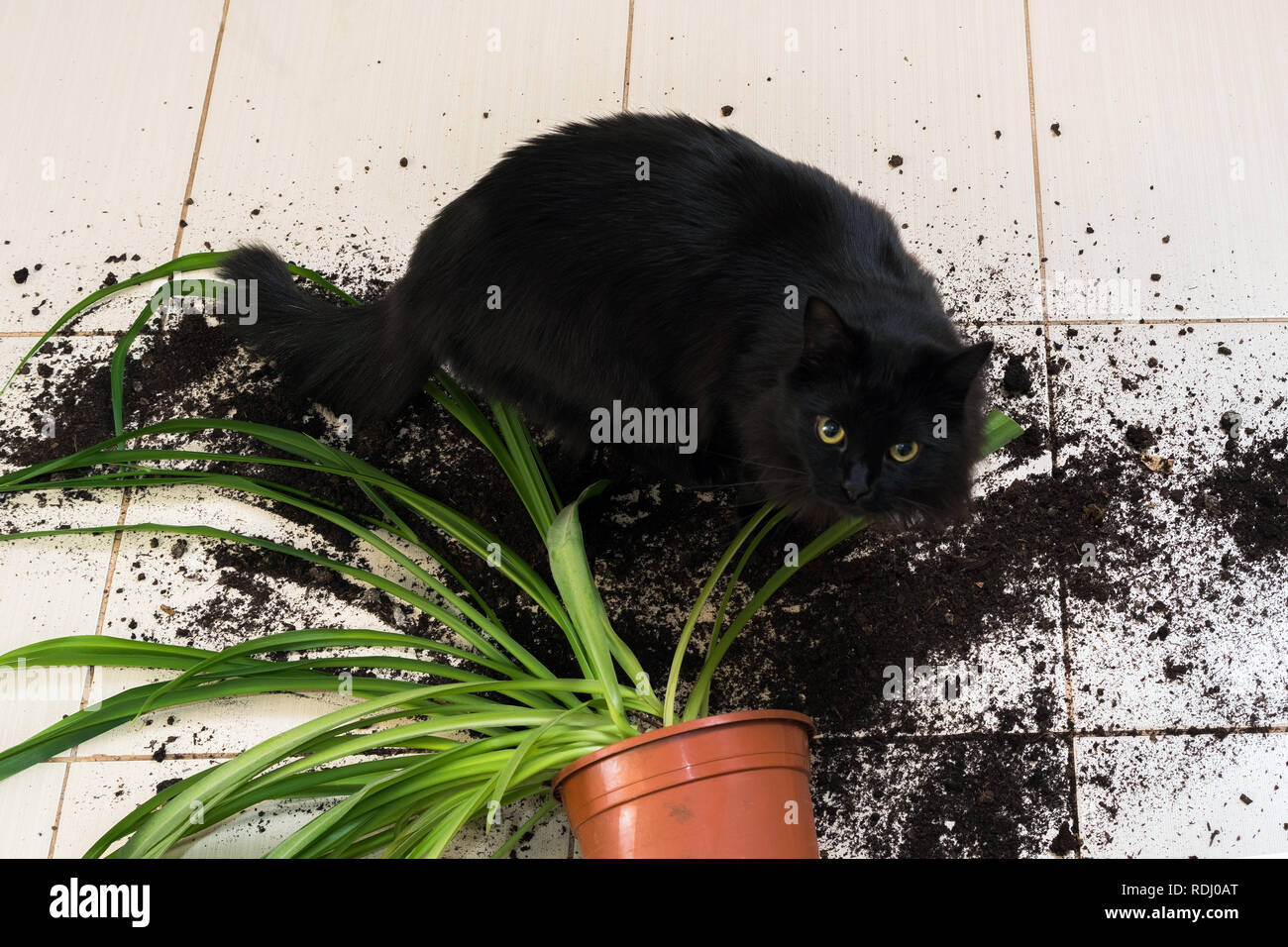 Chat Noir Abandonne Et A Eclate Avec Pot De Fleur Plante Verte Sur Le Plancher De La Cuisine Avec La Salete Sur Toutes Les Tuiles Notion De Dommage Des Animaux Photo Stock Chat Noir Abandonne Et A Eclate Avec Pot De Fleur Plante Verte Sur Le Plancher De La Cuisine Avec La Salete Sur Toutes Les Tuiles Notion De Dommage Des Animaux Photo Stock