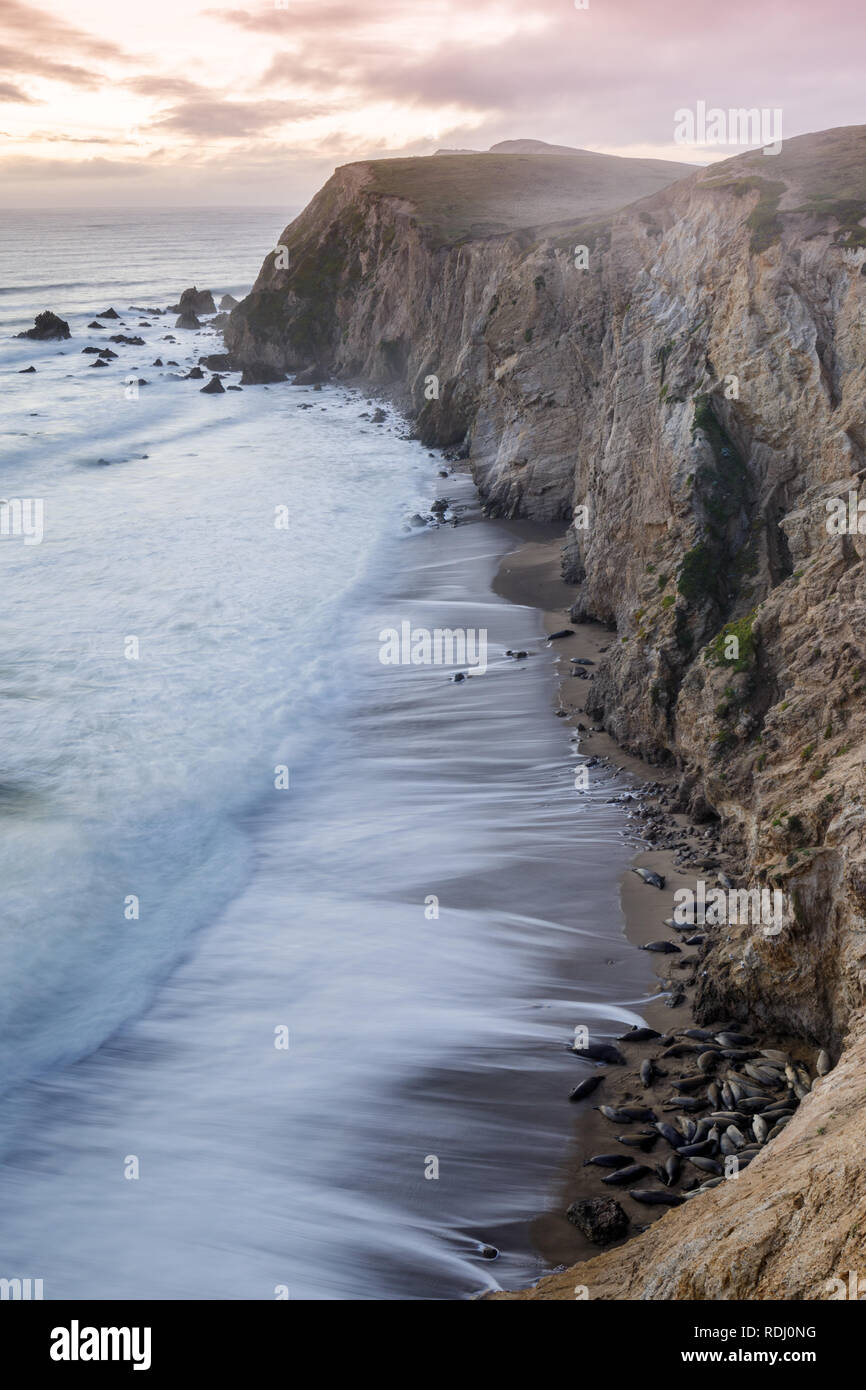 Les Lions de mer de Californie sur les plages de Chimney Rock avec le fracas des vagues de l'océan Pacifique au cours de l'hiver le coucher du soleil. Banque D'Images