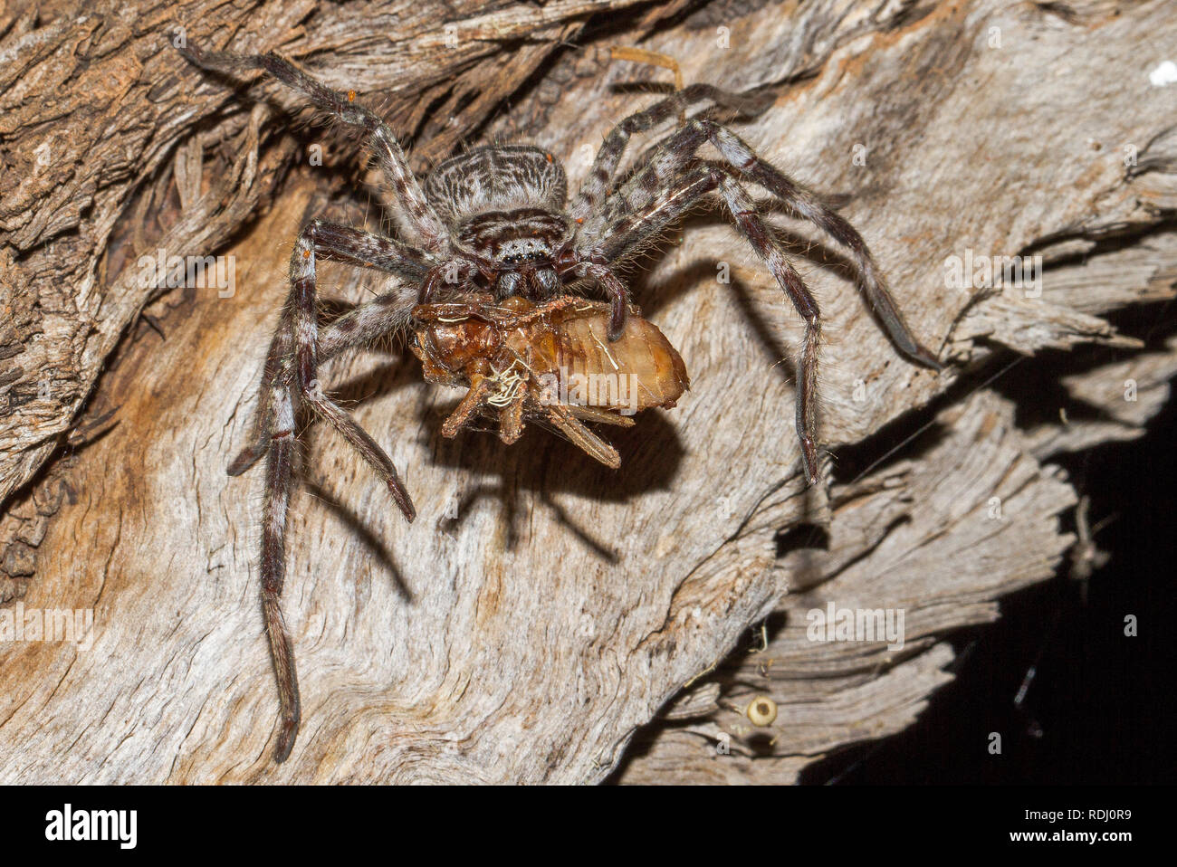 Araignée Huntsman avec de la nourriture Banque D'Images