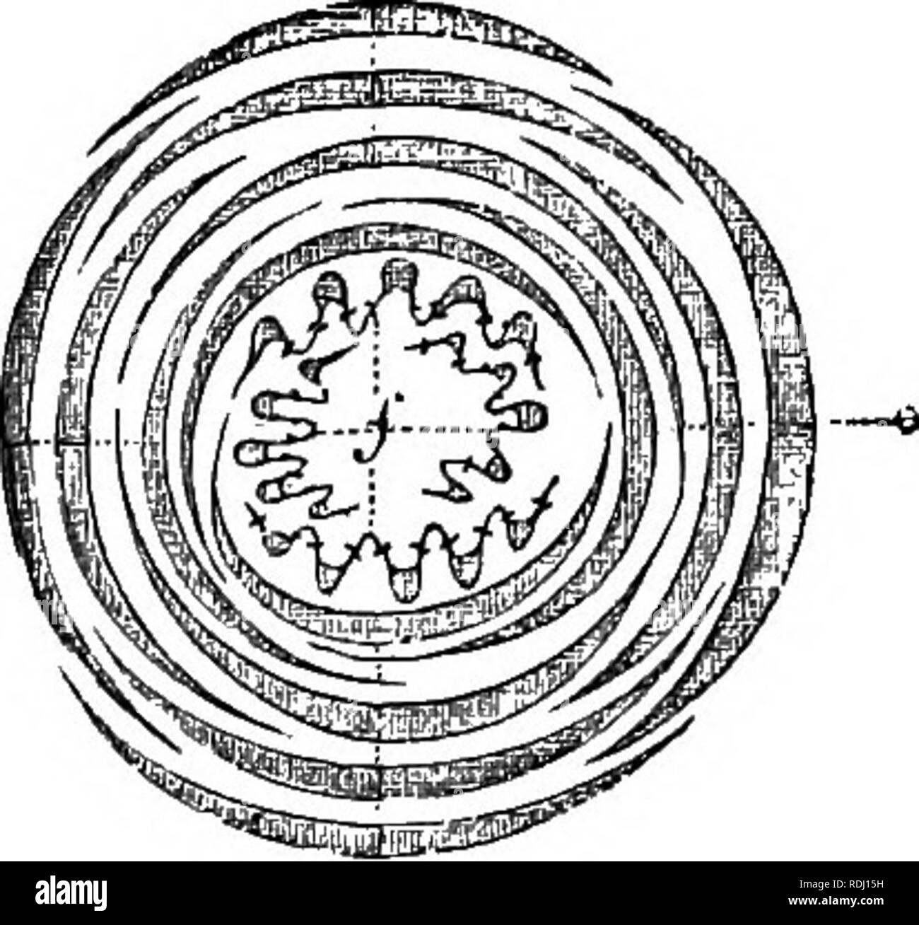. Un manuel de botanique : être une introduction à l'étude de la structure, la physiologie et la classification des végétaux . La botanique. pas VERNATION OU PEiEFOLIATION.. Ils servent des fins temporaires, et généralement de tomber tôt ou tard, après que les feuilles sont élargies. Le bourgeon est souvent protégé par une couche de matière résineuse, comme dans le cheval-marron et le peuplier baumier, ou d'une épaisse couverture duveteuse, comme dans le Saule. Linnseus appelés hibernacles bourgeons feuilles-, ou les quartiers d'hiver de la jeune branche. Dans le bourgeon d'un arbre commun, comme le sycomore (fig. 220), il y a vu l'archaios laissé par la feuille de Banque D'Images
