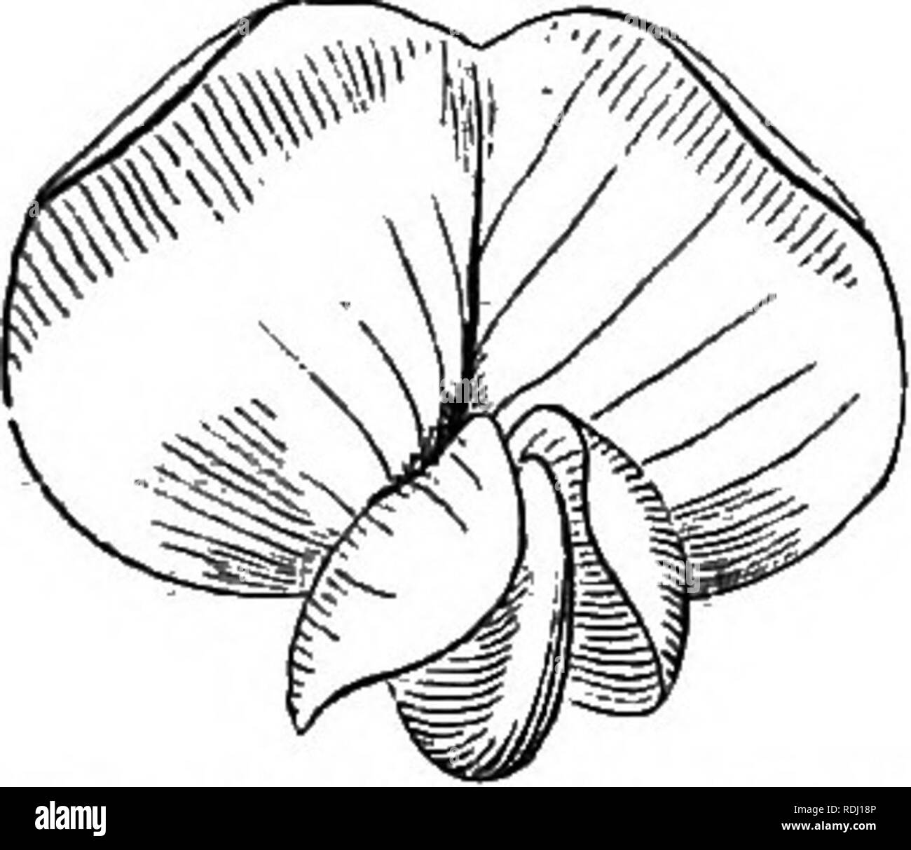 . La botanique pour les jeunes et les écoles communes : comment les plantes poussent, une simple introduction à la botanique : structurels avec une flore populaire, ou un arrangement et description des plantes communes à la fois sauvage et cultivée : illustrée par 500 gravures sur bois . La botanique. Flore populaire. 141 32. Famille d'impulsions. Commander LEGUMINOS^. Une grande famille, qui se distingue par l'papilionacew^ appelé corolle irrégulière (i. e.) en forme de papillon, et d'avoir le genre de pod a appelé une légumineuse pour ses fruits. Feuilles alternes, composées, souvent avec des stipules. En général, 10 étamines insérées sur le esdyx. Un pistil, simple. L Banque D'Images