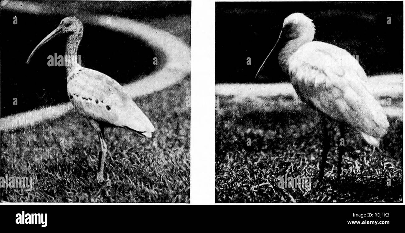 . Guide officiel populaire à la New York Zoological Park . Les zoos. NEW YORK ZOOLOGICAL PARK. 137. L'Ibis à face blanche. ROSEATE SPOONBILL. Heureusement, ce remarquable bird prend gentiment à la captivité, et le Parc Zoologique n'est jamais sans un bon troupeau. Leur forme étrange, les couleurs voyantes et drôle les attitudes les rendre intéressant particulièrement aux visiteurs. Avec les oiseaux des espèces mentionnées ci-dessus sont présentés quelques spécimens de l'Flamingo, (P. roseus), ce qui est presque blanc. Les seules parties qui montrent l'écarlate caractéristique de ce genre, sont les tectrices des, qui est rouge pâle, Banque D'Images