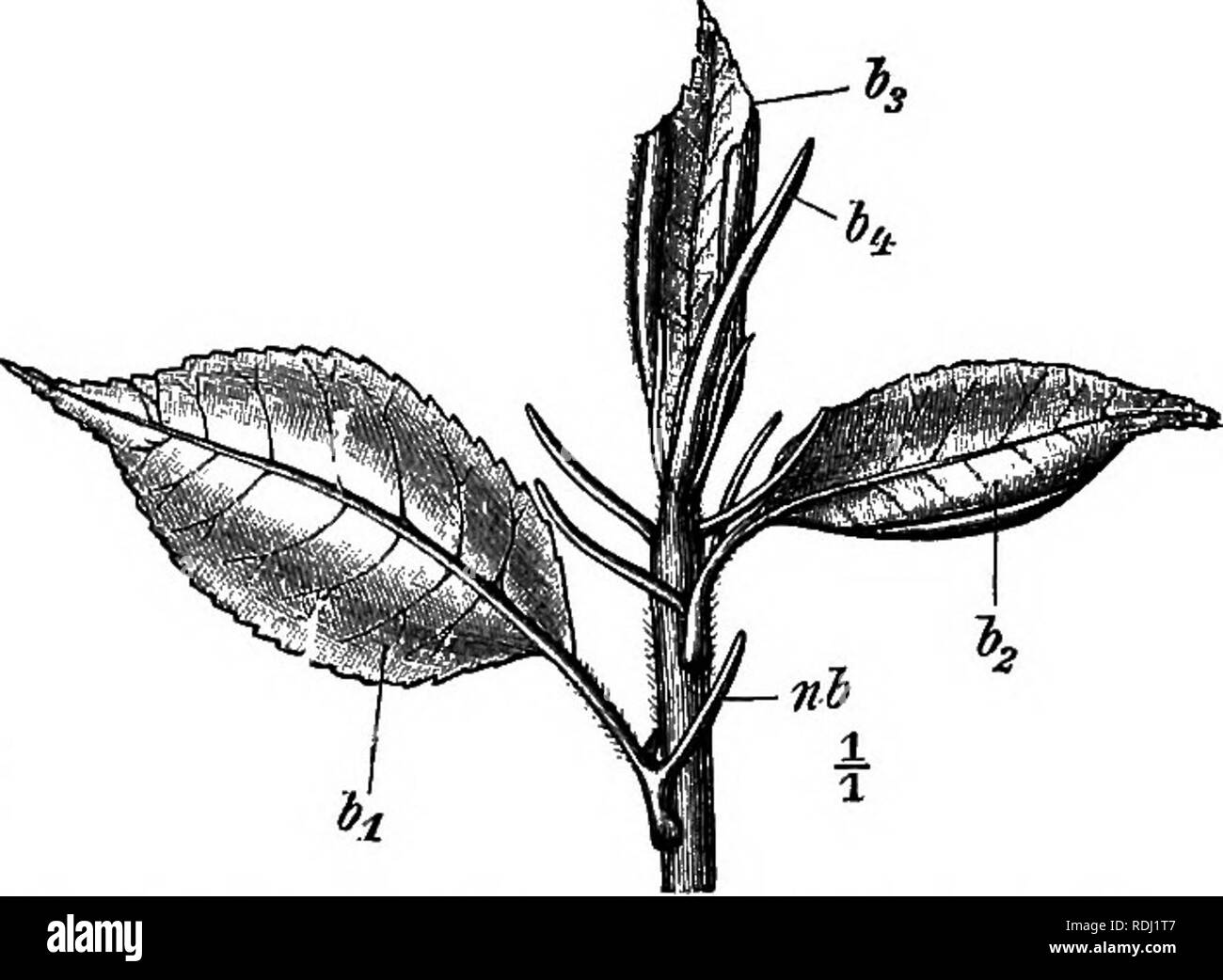 . Botanique élémentaire . La botanique. 23 bourgeons Vernation est le terme utilisé pour désigner la manière dont chaque feuille est emballé dans l'œuf. Chaque feuille peut être plat ou en avion (fig. 29, 32). Dans certains cas, la feuille est^/i&amp ;^ dans diverses façons suivant les cours de l'administrateur en chef des veines. Les deux moitiés de la lamina peut-être simplyy"/(/i ?^ensemble le long de la côte, comme deux pages d'un livre (figs. 30, 33) ; ou il peut y avoir un certain nombre de plis (fig- 34) le long de plusieurs des grosses veines, en particulier dans les feuilles avec les nervures parallèles p. ex. {beaucoup d'herbes) et à nervation palmée, afin que les jeunes feuilles nous rappelle d'un c Banque D'Images