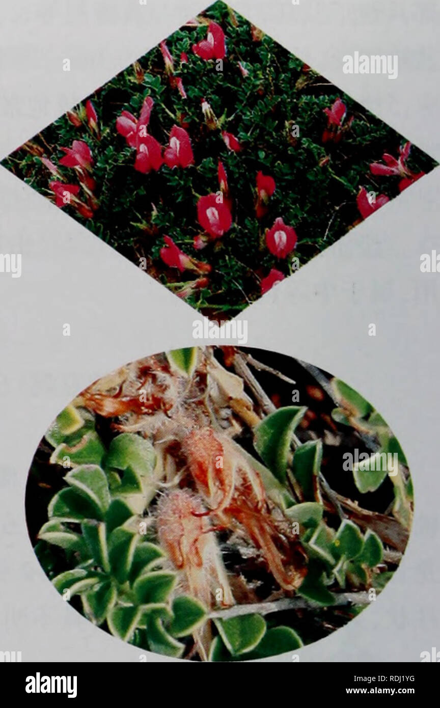 . E er duo si zhi Wu Zhi. botanique. Éå°å¯¤¤æ æ ç©å¿¡aeç¹å¾å EERDUOSIZHIWUZHI å½¢¶åçae ï¼é ¾ç¨¤åaeï¼å½ cmãå« 10-15å¹'aeç ãåae ç¼-¶ç¾½ç©°å å¶ï¼å¤·Å°å¶¶aeå 7-11;ä'è ç¶§éå½ Ï¼é¢æ"è"¨ï¼å©ç"¯æ'å° ï¼ä aeåºé¶å'¨¿åï¼å¶è½ ⇨ «¿å å®-¶¡¬å¹ ç¶åaeéåºç Ï¼å¶¤°å æ-åå½¶ç±ãè¢æ¤ åå½ aeååµ-¢å½¢ï¼é Ï¼å¿3-7mm 2-4 mm 1-3®" ï¼å éaeéå¯ç°ï¼åºé ½Ae severnãƒ¨å®å½¢aeè Ï¼ä¿åå½''é¢è¢"aeµ è²è ºç¹Ï¼Ä é"é¢è £ ¢"å¹³ä¼çç½è²¯ç"¢æ±è¾å¤§ãè¿ï¼é 2.5-3cm ï¼ç çº È²ï¼è'"à'±æ¢é¿9 Umm-èçae¡. Å°ç¶ï¼è éå½¢æ"¤è²ï¼å¯¹Çï¼È È¼ç¡®±ç¶éå½ ï¼äºå Ï¼éè'¢å½¤è²ï¼å¯⇨¯ï¼è¼é½ ¢"aeae¡¶¿æ ç æ"éå½ ï¼aeç ååµ'£å½¢¿ï¼é Ï¼é¡¶22-24 mm ç"¯¨å¹ï¼åºé kroměříž®ae'ç-ï¼èé¯è¢¢Å"ç-æ æ¯ï¼ç¿¼Ç¡¶é£ç"¯½Ãéï¼É¾Éª¨ç å®Ç¨¡¶ç é£¯¨åaeé Éï¼åºé »¿ çªï¼å¿¯ aeae-ae Banque D'Images