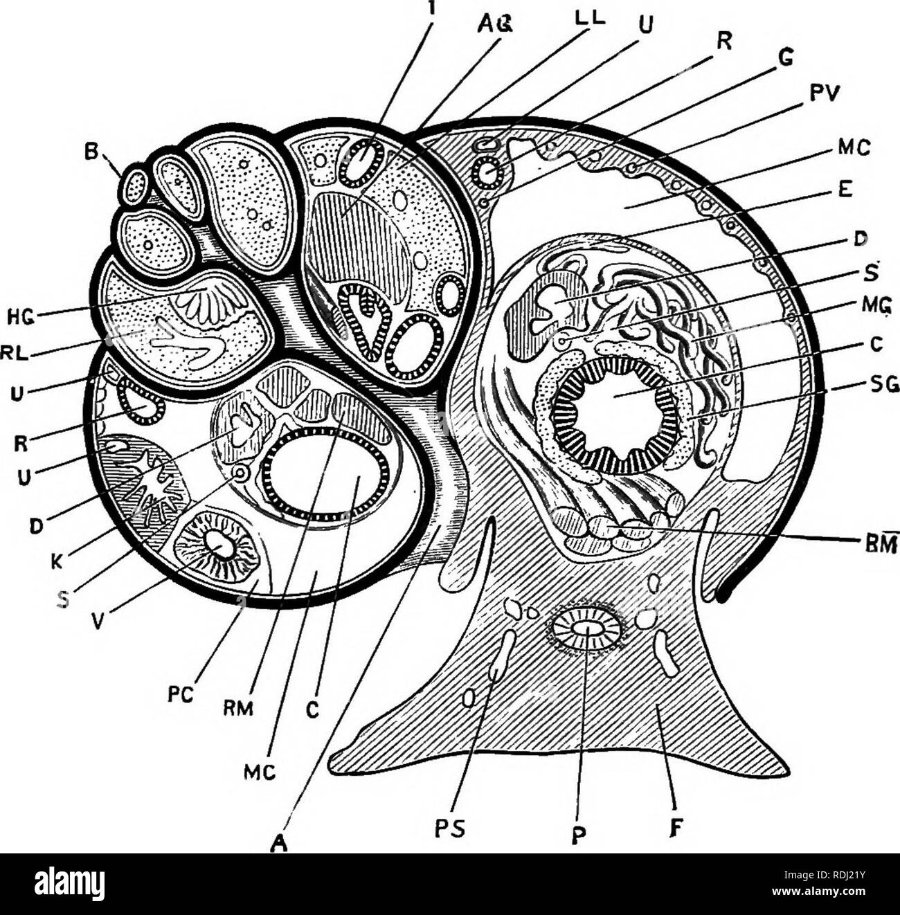 . Un cours de zoologie pratique junior. Zoologie. CIECULATOKY SYSTÈME 123 1. Le système artériel. Par le ventricule se pose un seul grand navire, l'aorte. Cela donne presque à la fois une grande artère viscérale, qui court le long de la surface supérieure du foie vers le haut de la spire, fournissant les deux lobes de la Uver, l'intestin, et les organes reproducteurs. L'aorte elle-même effectue l'avant dans la partie droite de la récolte, entre elle et le canal commun.. Pio. 31.-Helix pomatia. L'article pris dans l'axe de la coquille, et transversalement au pied. L'Euém est représentée par le noir épais Banque D'Images