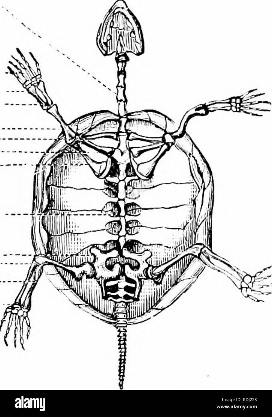 . Histoire naturelle des animaux ;. Zoologie. Les tortues. "5. Avec son magnifiquement sculpté balances, la tortue mouchetée avec sa coque noire ornée de points de couleur orange, et la chélydre serpentine Tur- tle, vivent en eau douce, les étangs et les cours d'eau, venant parfois sur la terre. D'autres, comme la piscine d'eau douce, tant prisé pour la nourriture, vivent dans l'eau salée et les ruisseaux. D'autres, comme la tortue Hawkbill, les tortues vertes, et les Soft- écossés Sphargis, vivent dans l'océan, et ne viennent à terre pour pondre leurs oeufs. La terre et les tortues d'eau douce d'Amérique du Nord ont la 111 f c 4- • -il Fiff. i6S.- Skel Banque D'Images