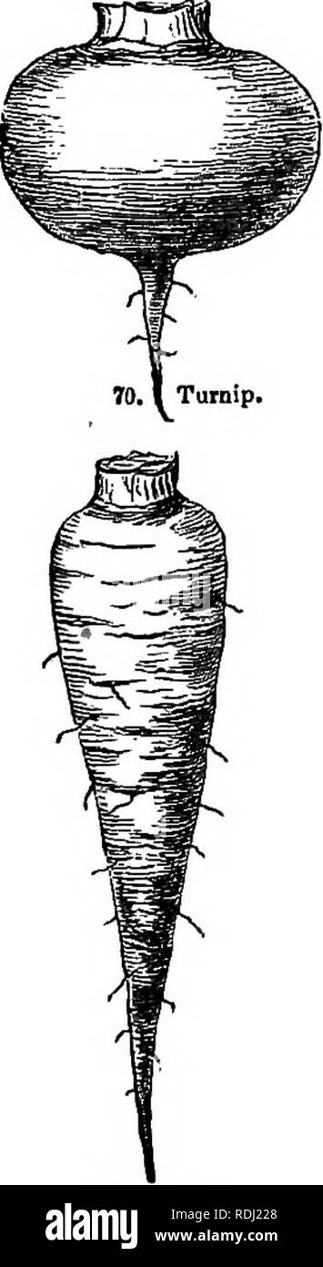 . La botanique pour les jeunes et les écoles communes : comment les plantes poussent, une simple introduction à la botanique : structurels avec une flore populaire, ou un arrangement et description des plantes communes à la fois sauvage et cultivée : illustrée par 500 gravures sur bois . La botanique. 36 COMMENT LES PLANTES POUSSER. mon herbe parasite, composé de couleur orange ou blanchâtre, ressemblant à des tiges de fils- l'igname. Ces tiges de la ronde de la bobine d'autres plantes, fixer eux-mêmes à peu les tronçonneurs en place des racines, et se nourrissent de leur jus. Vivant comme une Telle plante n'en dérobant les autres plantes de leurs aliments préparés, il n'a pas de feuilles de sa propre Banque D'Images