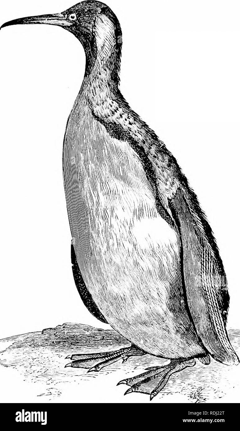 . Histoire naturelle des animaux ;. Zoologie. Les nageurs. II Pingouins, macareux, et des pingouins. Elles appartiennent à la région froide.s, et les pingouins à l'hémisphère sud. Le Grand J'enguin de Patagonie est plus grande qu'une oie. Son aile-s sont tellement. j'ig. c)6. Patagonie - Pingouin. petite qu'il ne peut pas voler, et il reste dans l'eau la plupart du temps. Il est extrêmement actif dans l'eau, déplaçant souvent à pas comme ceux d'un marsouin. Ses œufs sont pondus dans une légère dépression dans le sable. Un nombre important de pingouins roost ensemble, occupant avec NAT. HIST. Un.- 8. Veuillez noter que ces images sont extraire Banque D'Images