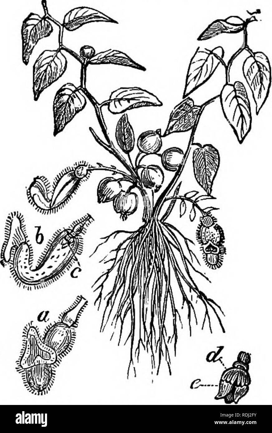 . La botanique pour les académies et collèges : composé de développement de la plante et la structure d'algues de clématites. Botanique ; 1889. POLLINA TION-FER TILIZA TION. 131 tion. La même espèce de la jussie (Fig. 5 ; i) montre deux formes, et est donc appelé Dimorplwus ; une forme (Fig. 5, i) a .a court style avec les étamines insérées sur la corolle-gorge au-dessus de lui ; l'autre a un long style avec les étamines insérées sur le tube de la corolle- en-dessous. Ces formes sont évidemment inventé pour les visites d'insectes. Les Yellow Jessamine (Gelsominum dimorphous ;) est le Loose-Strife Trimorphous est.. 300. Modes Banque D'Images