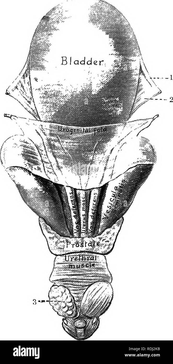 . Le cheval dans la santé et la maladie : un texte-livre se rapportant aux sciences vétérinaires pour les étudiants en agriculture . Les chevaux, les chevaux. Le système urogénital 103 avis. Si l'une ou les deux testicules ne parviennent pas à passer dans le scrotum le cheval est dit d'être un étalon ou cryptorchide. Une membrane séreuse, la tunique vaginale propria, étroitement enveloppe le testicule. C'est un. Fig. 32.-Organes génitaux internes d'étalon, vue dorsale : 1, Round liga- ment de la vessie ; 2, de ligament latéral de la vessie ; 3, la glande de Cowper. Les branches de l'utérus masculinus sont indiquées dans les parties génitales. (Sisson, anatomie de la Banque D'Images