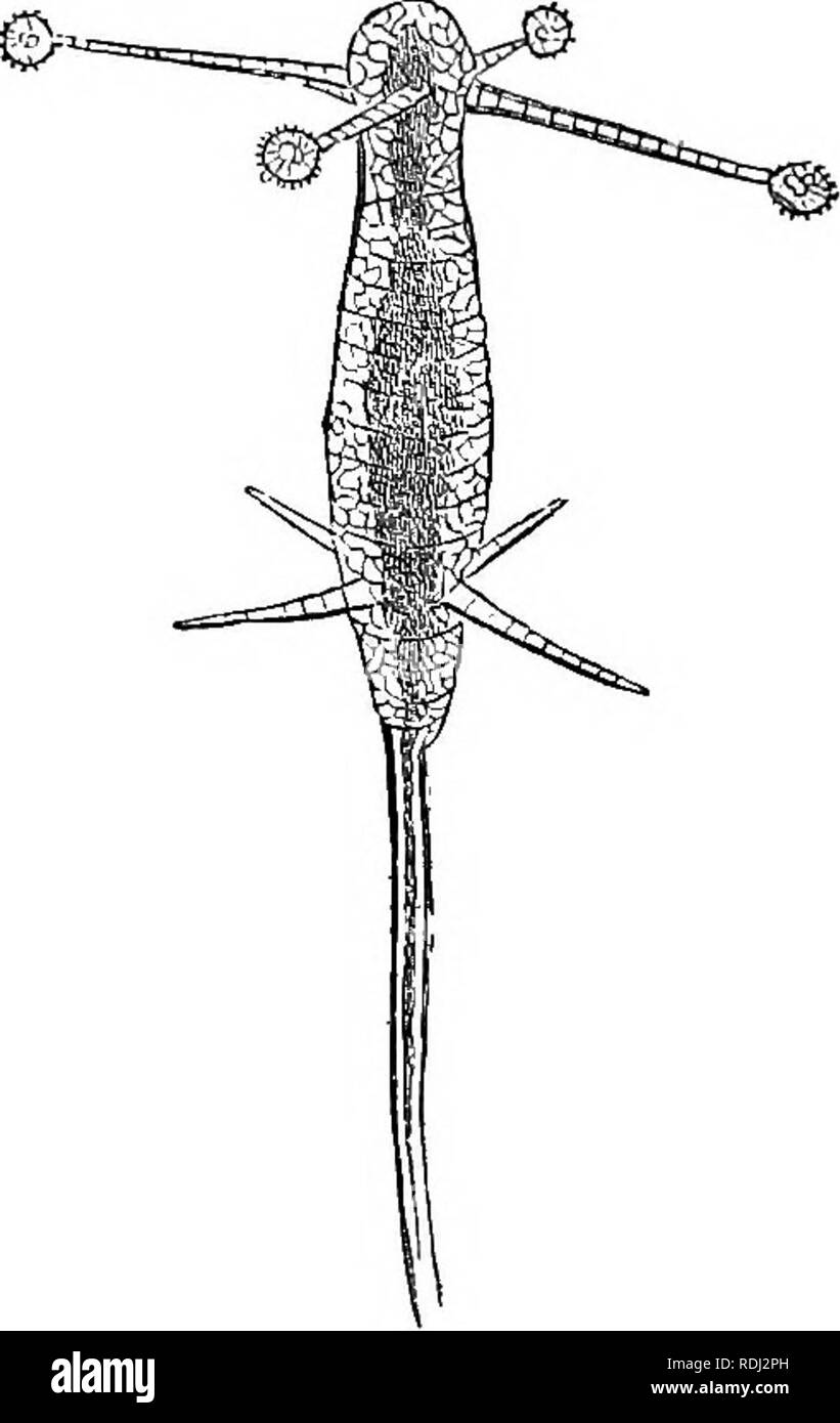 . Des soirées au microscope : ou, de recherches parmi les organes et minuter formes de vie animale. Microscopes microscopie microscopie médicale ; ;. ZOOPHYTES. 393 organe de icate toucli. Le terminal globe est rempli de grandes vésicules ovales proportionnellement, chacune avec une cavité centrale, qui sont disposés dans un manière divergentes autour du centre, de sorte que leur extrémité doit parvenir à la sur- face du globe ; ce sont ceux des armes puissantes d'infraction appelé thread-cnidm {cellules). La surface du globe est recouverte de court et épais, qui palpocils Dr T. S. Wright considère comme organes de préhension. " Ces Banque D'Images