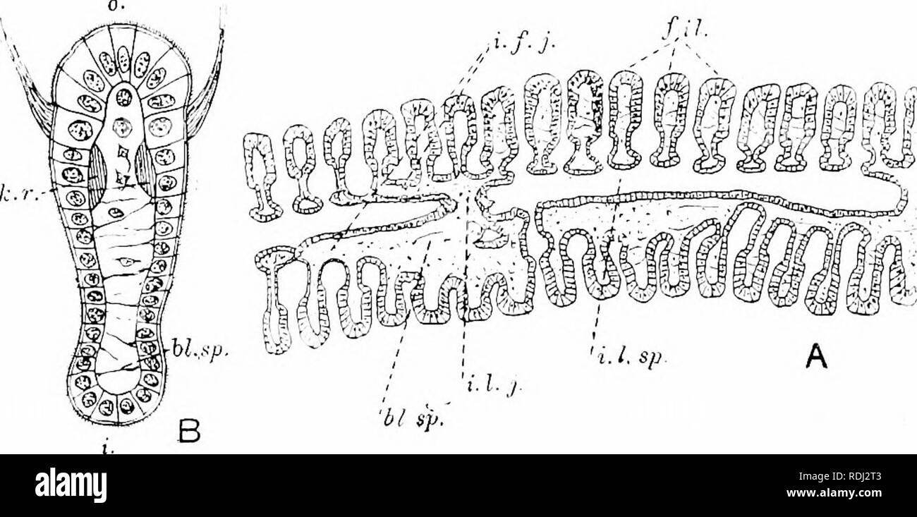 . Un manuel de zoologie élémentaire . Zoologie. Le SWAN 315 moules sont en continuité avec les palpes labiaux, qui sont une paire de triangulaires, l'un à l'extérieur de l'autre, de chaque côté du corps, l'extérieur d'être rejoint à palpes avant de la bouche par la lèvre supérieure et de l'intérieur derrière la bouche par la lèvre inférieure. Les palpes labiaux sont, ciliées et leurs surfaces qui sont les uns envers les autres sont traversées par de fins sillons, qui conduisent vers le haut vers la gorge entre eux. C'est en continuité avec les coins de la bouche, et l'ensemble forme un dispositif par lequel les petits organismes et d'autres particules organiques fines Banque D'Images
